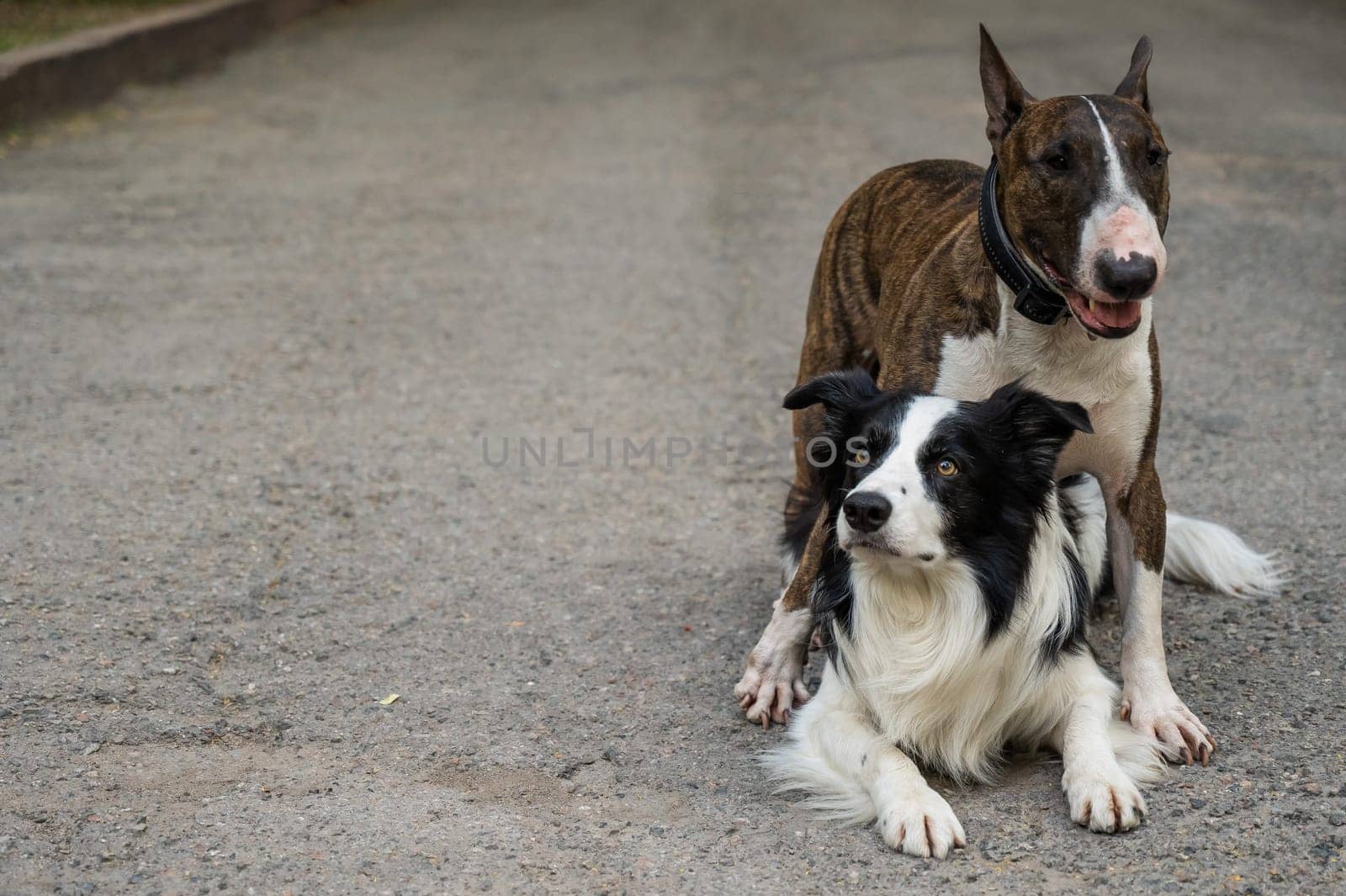 Two dogs are hugging on a walk. Border collie and bull terrier. by mrwed54