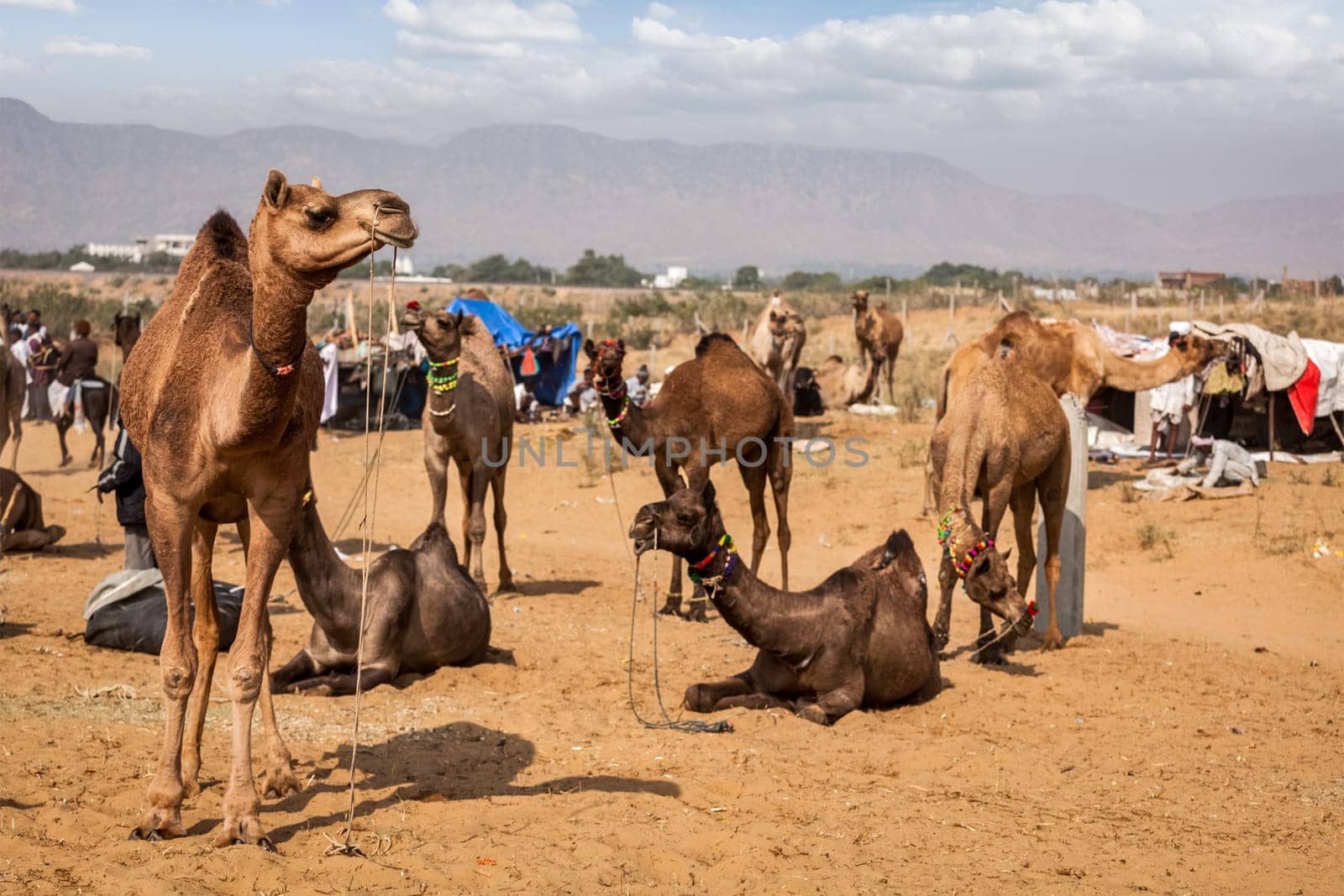 Camels at Pushkar Mela Pushkar Camel Fair, India by dimol