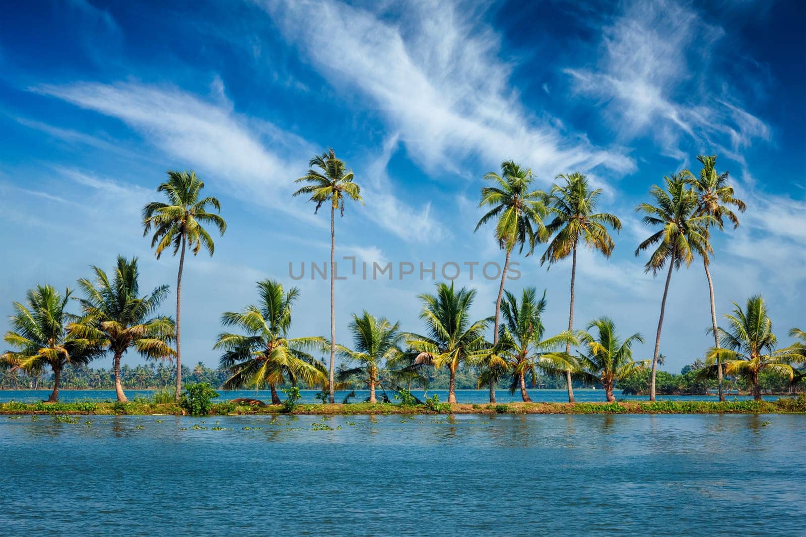 Kerala travel tourism background - Palms at Kerala backwaters. Allepey Alappuzha, Kerala, India. This is very typical image of backwaters.