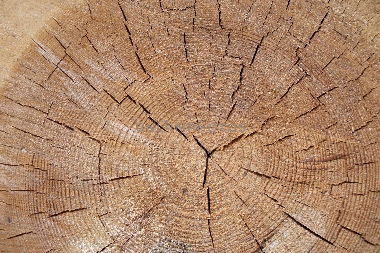 Close up view of the cross section of a tree trunk by NetPix