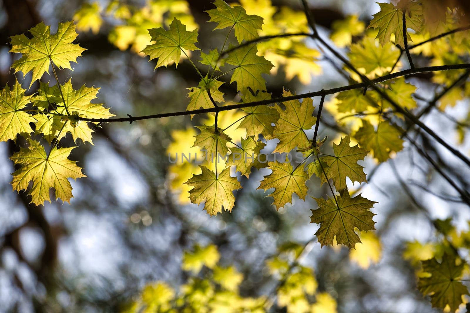 Maple leaves accentuated by the light shining through by NetPix