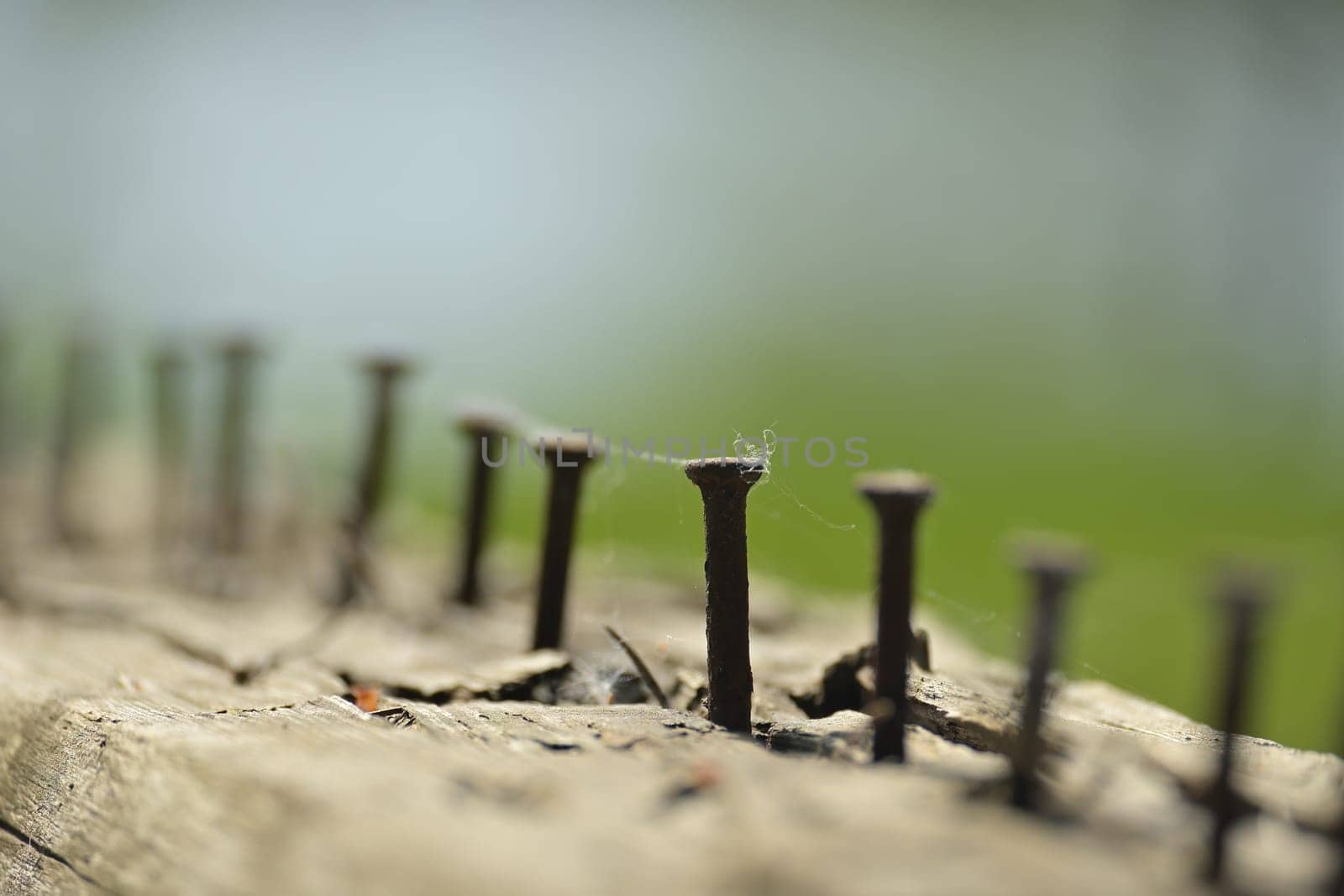 Close up view of weathered piece of wood, which hosts numerous rusted nails of different sizes driven halfway through, selective focus in blurred background