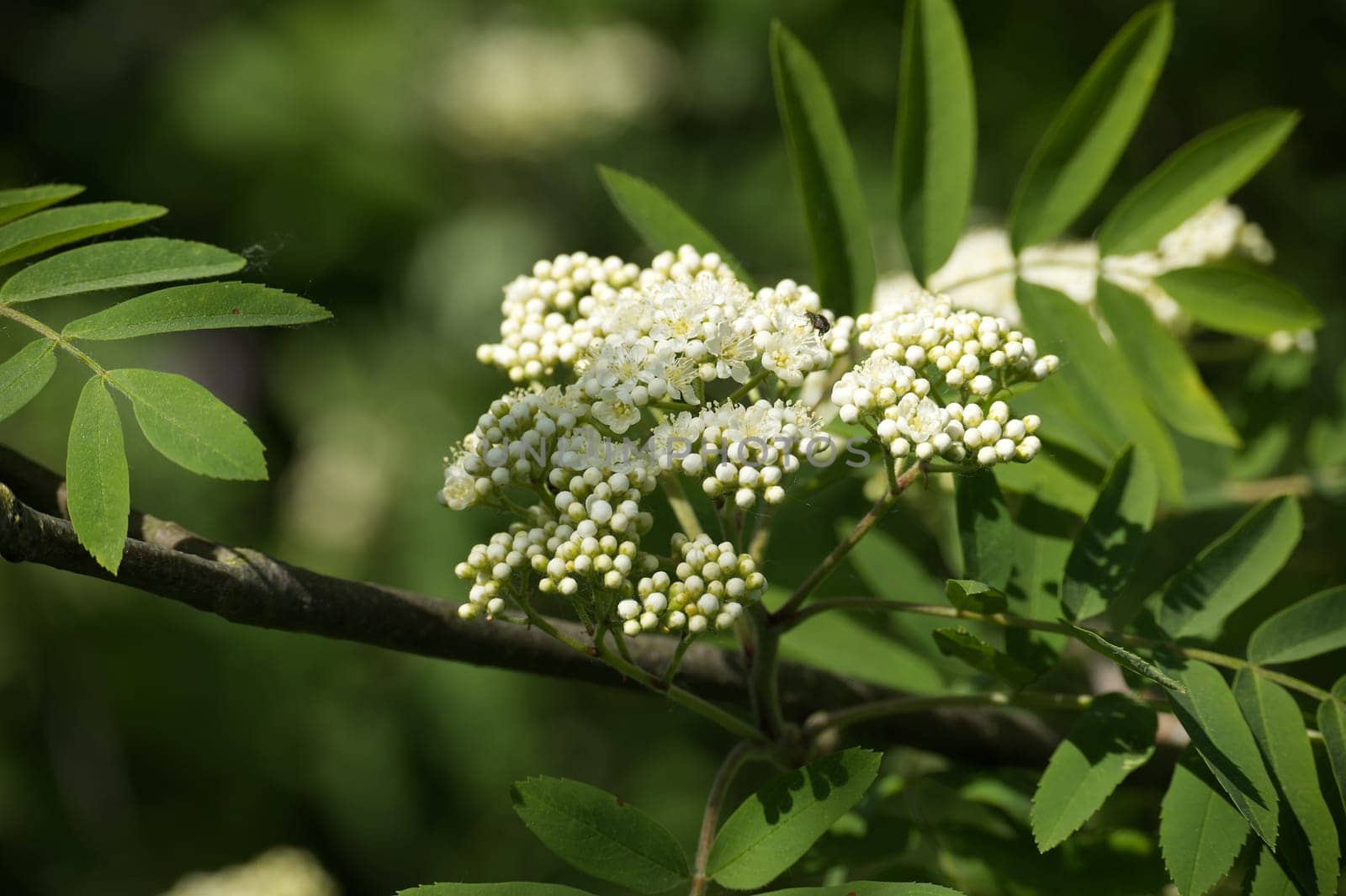 Branch of a white flowering rowan tree in closeup by NetPix