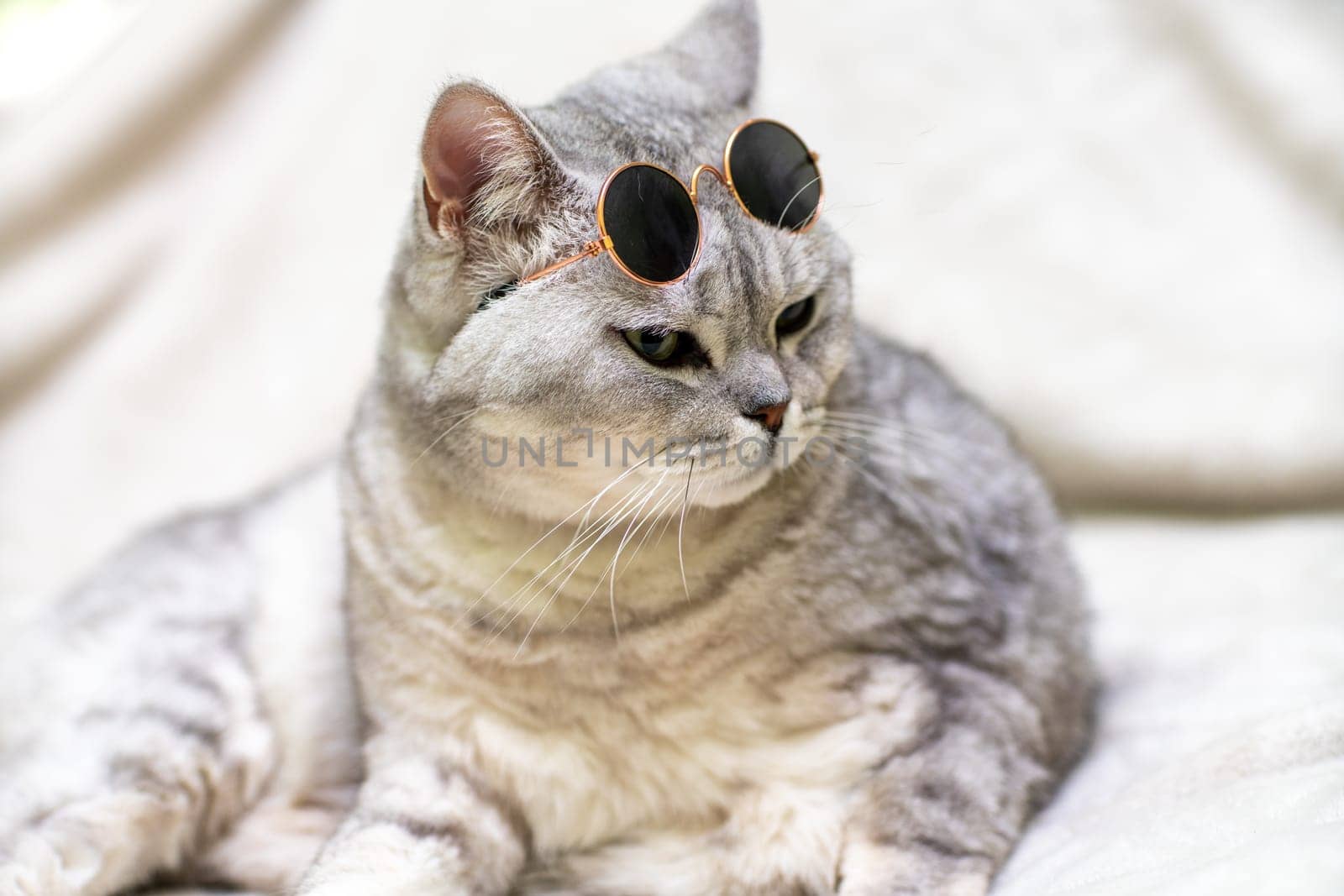 British silver cat in glasses, on a white background. Pets