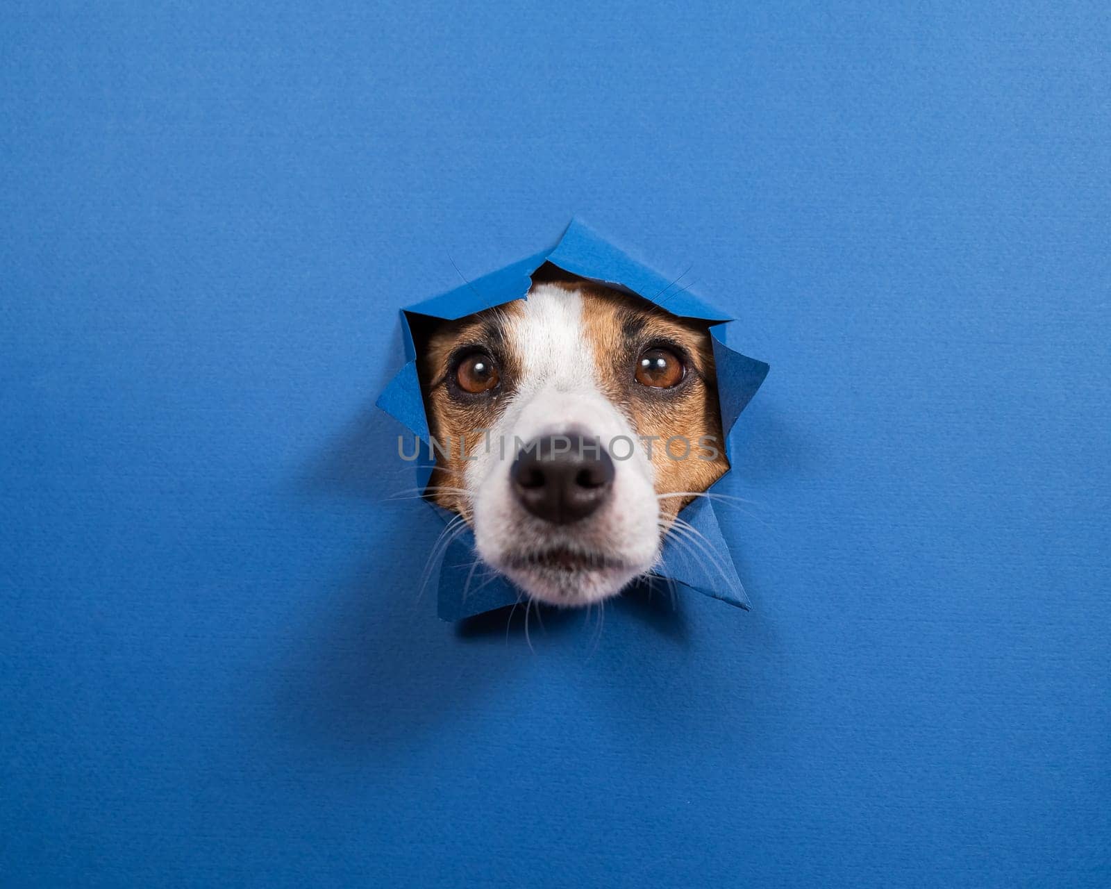 Funny dog jack russell terrier leans out of a hole in a paper blue background