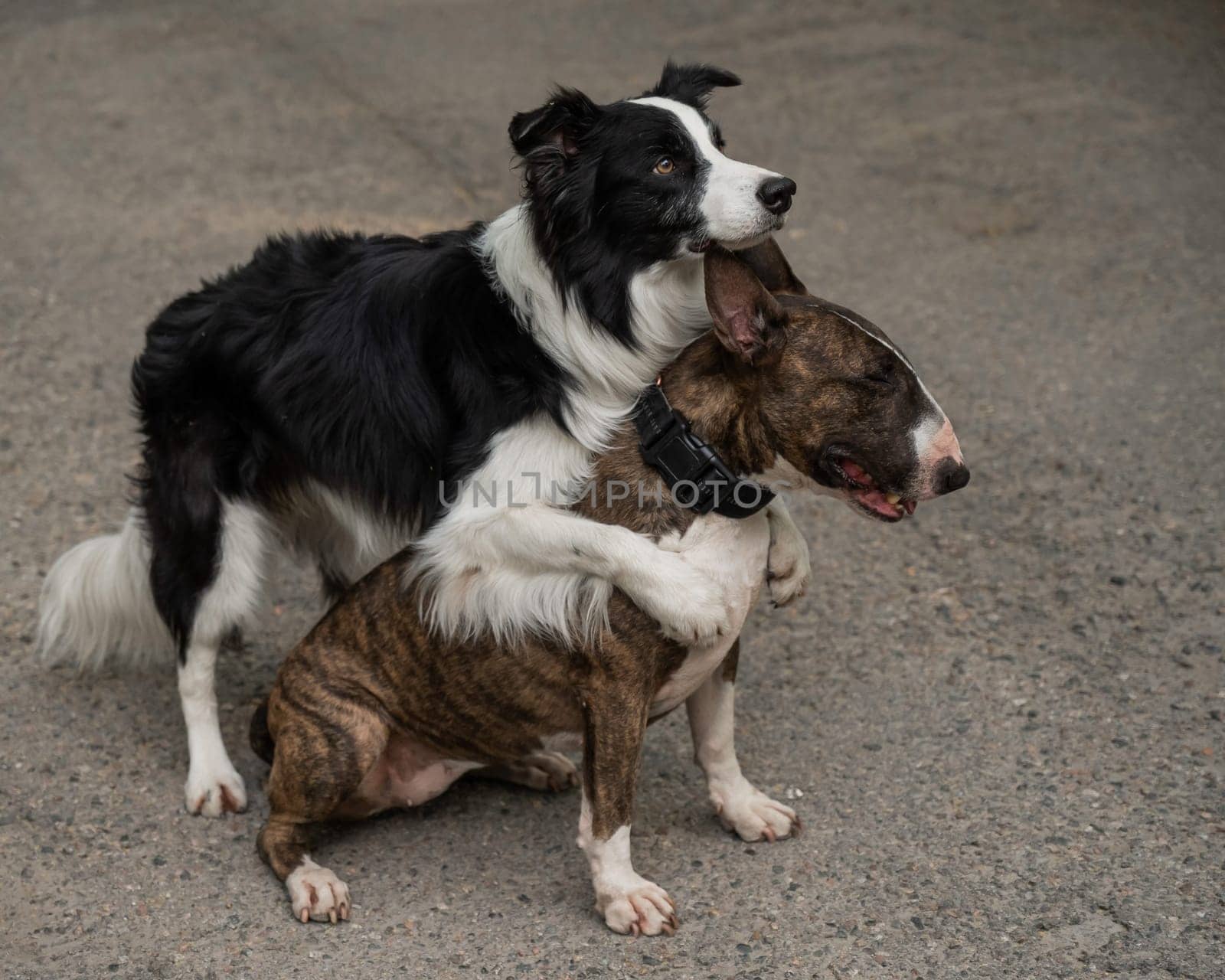 Black and white border collie hugging a brindle bull terrier on a walk