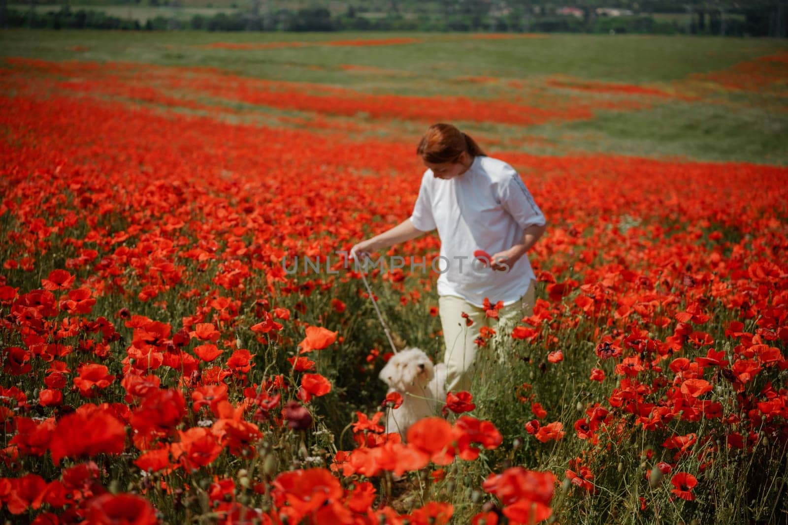 woman with dog. Happy woman walking with white dog along a blooming poppy field on a sunny day. On a walk with dog.