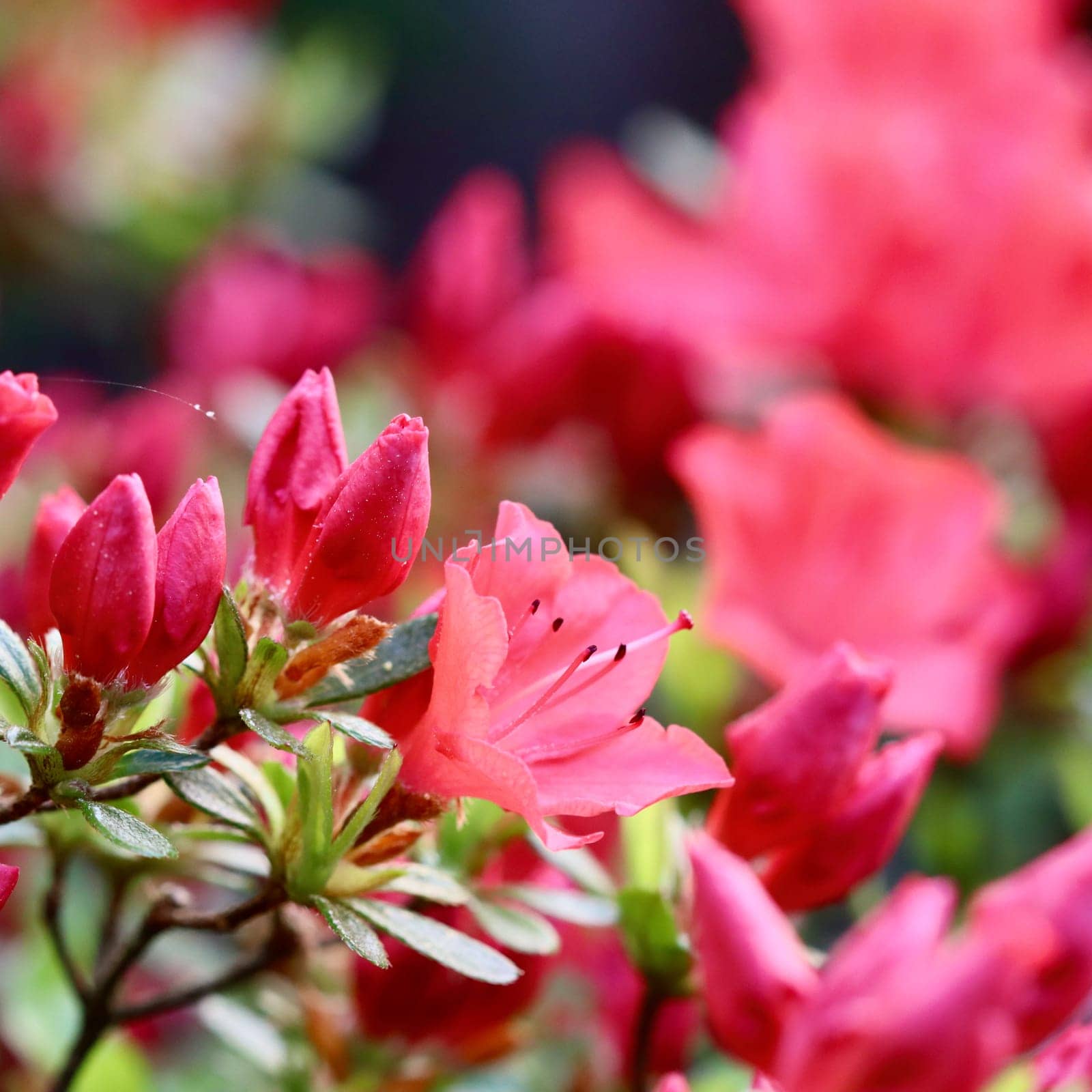 Blooming red azalea flowers in the spring garden. Gardening concept. Floral background