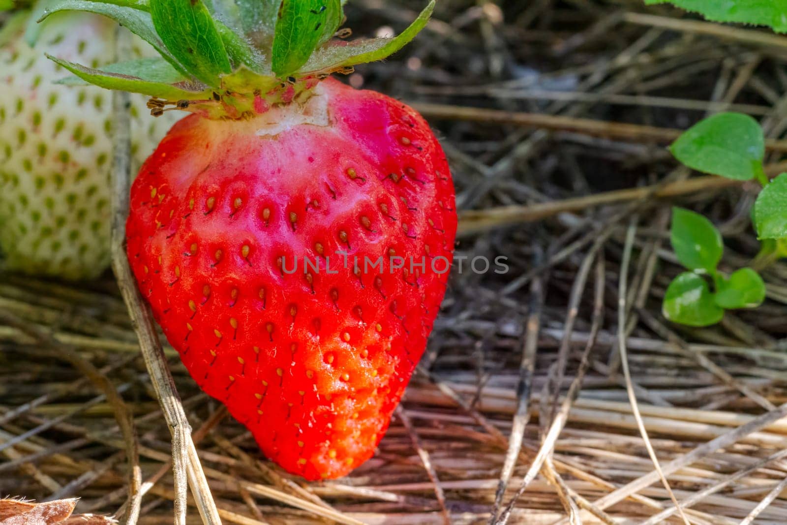 Red ripe strawberry on the garden bed. by mvg6894