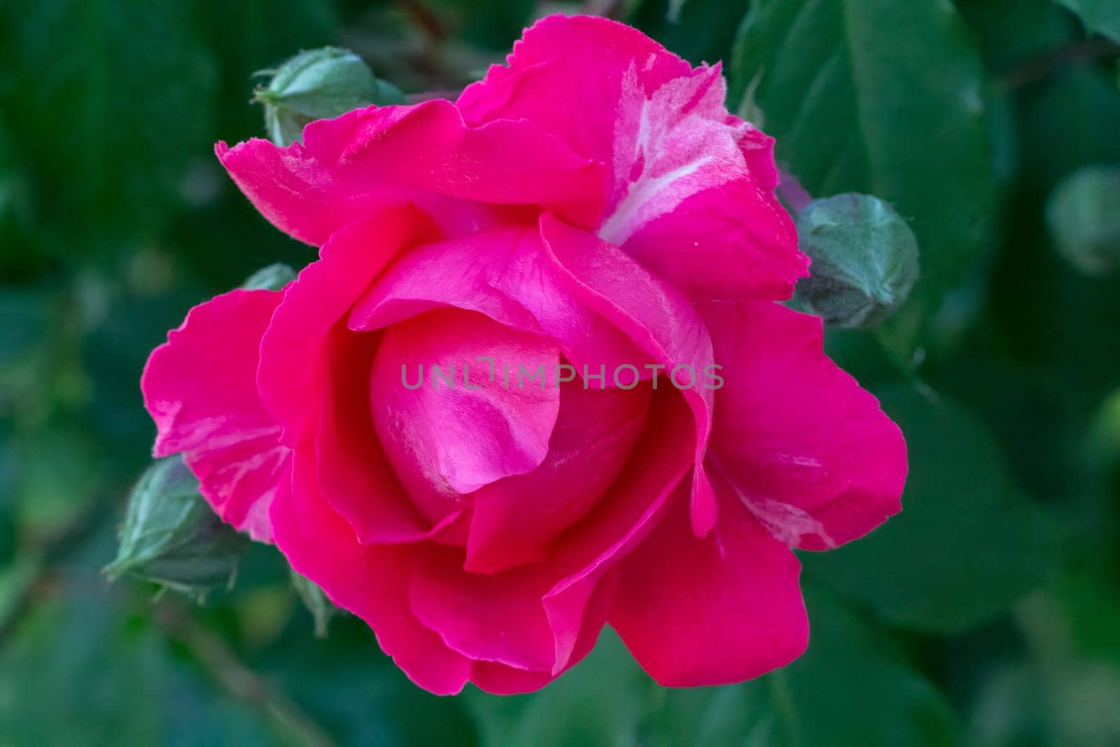 Close-up view of a red rose bud on the blurred natural background. Shallow depth of field.