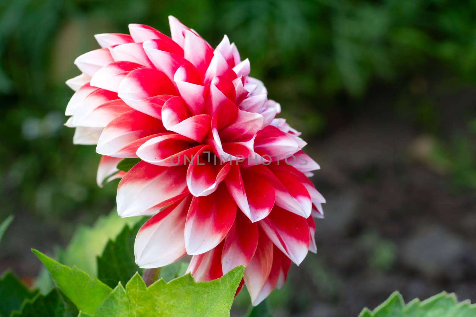 Bud of red and white dahlia growing in the garden. Shallow depth of field.