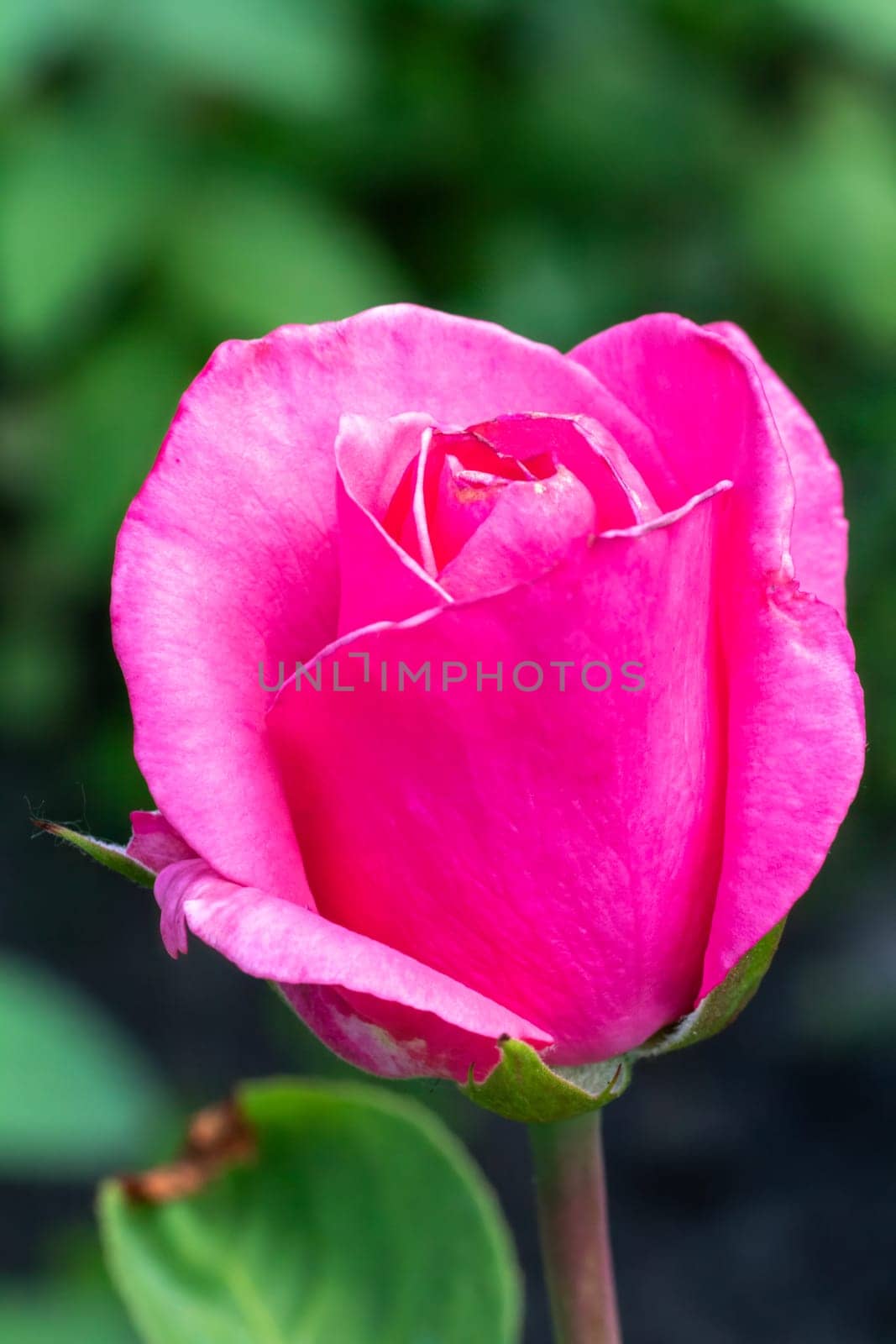 Rose bud on a stem with a garden on the background. by mvg6894