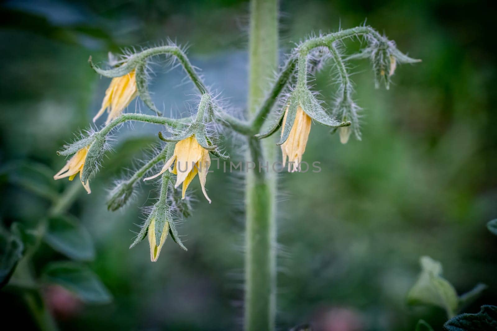 Tomato bush with flowers growing in the greenhouse. by mvg6894