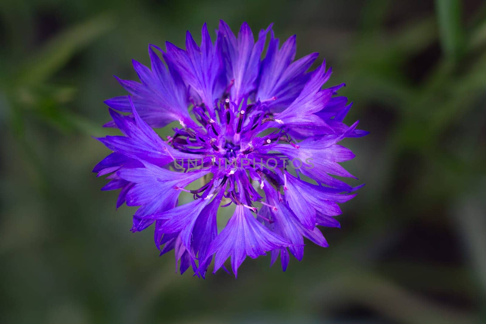 Close-up bud of cornflower in a garden on a sunny day by mvg6894