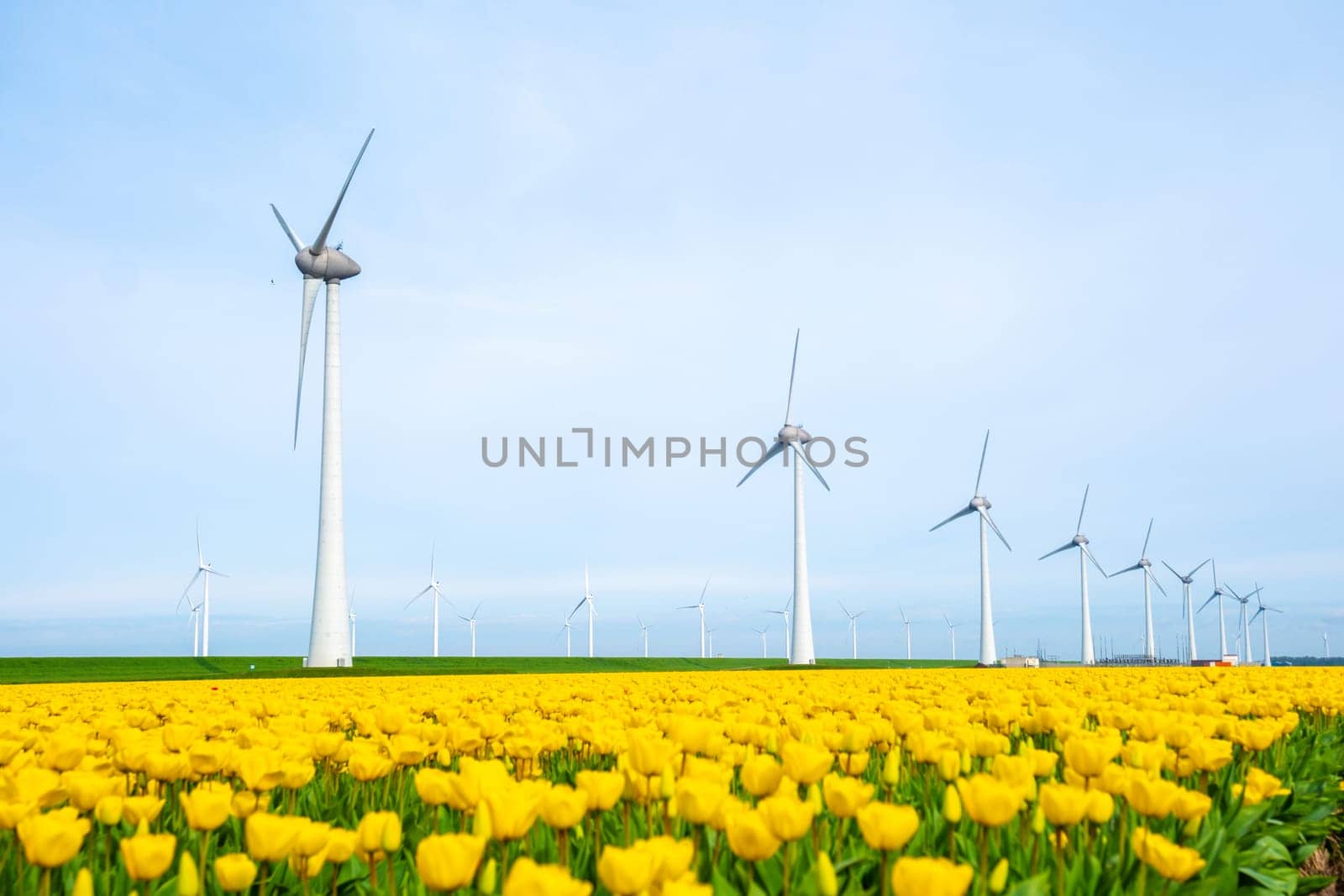 windmill park with tulip flowers in Spring, windmill turbines in the Netherlands Europe. windmill turbines in the Noordoostpolder Flevoland, energy transition