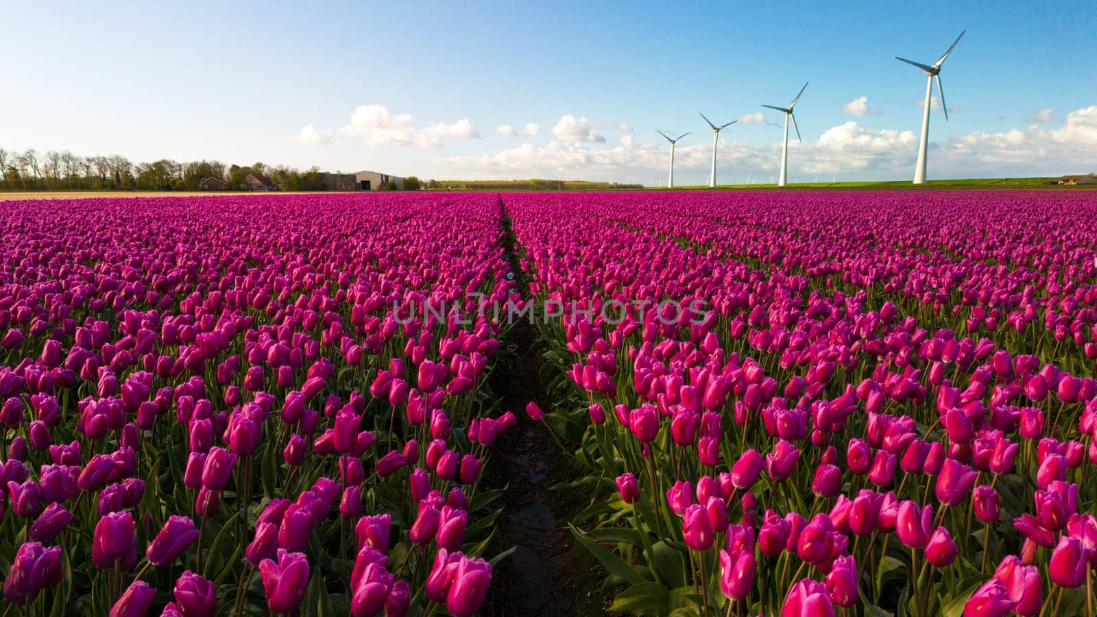 A vibrant field of purple tulips stretches out towards a row of iconic Dutch windmills on a sunny Spring day. windmill turbines in the Noordoostpolder Netherlands