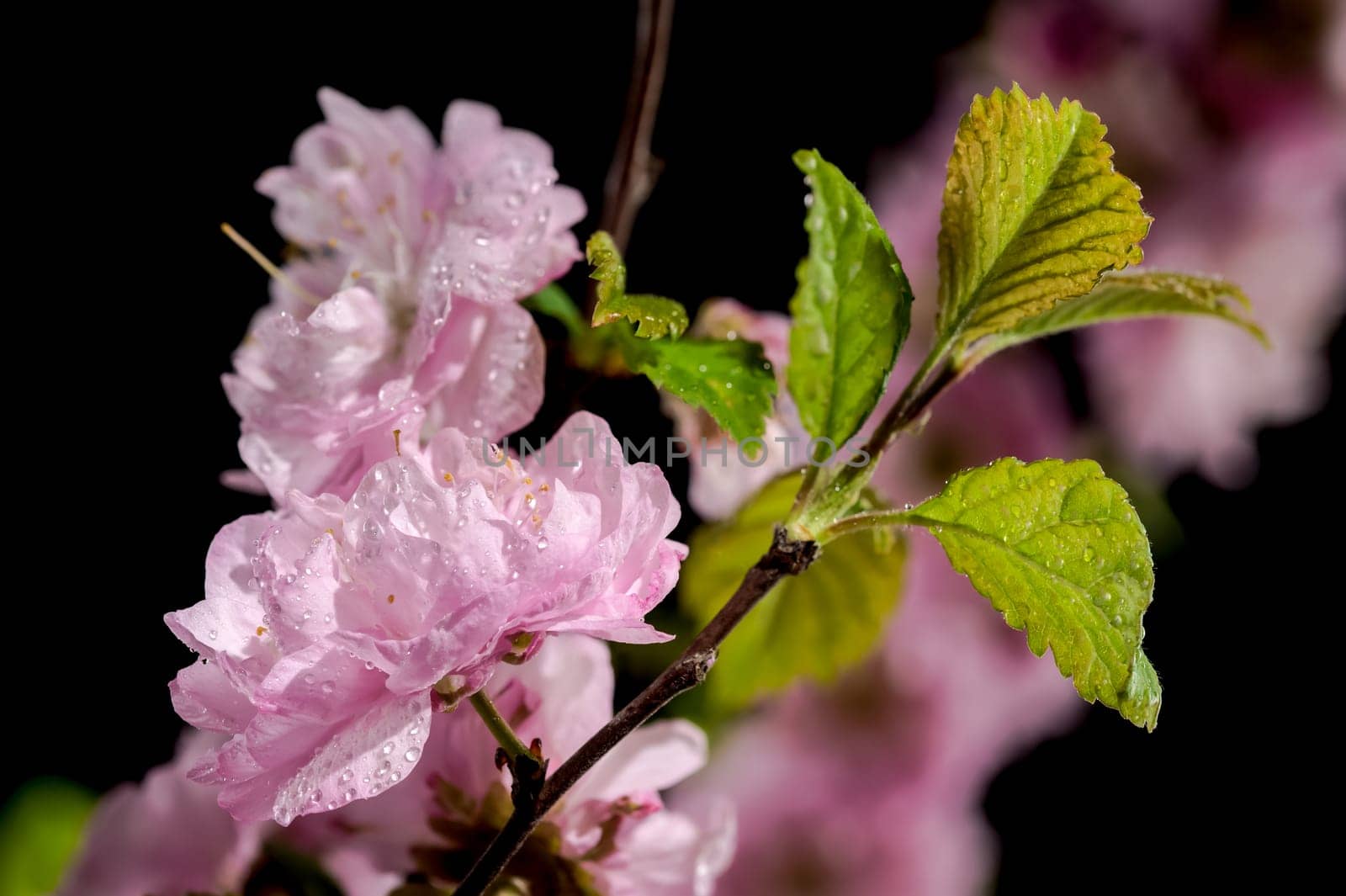 Blooming Almond Prunus triloba tree flowers on a black background by Multipedia