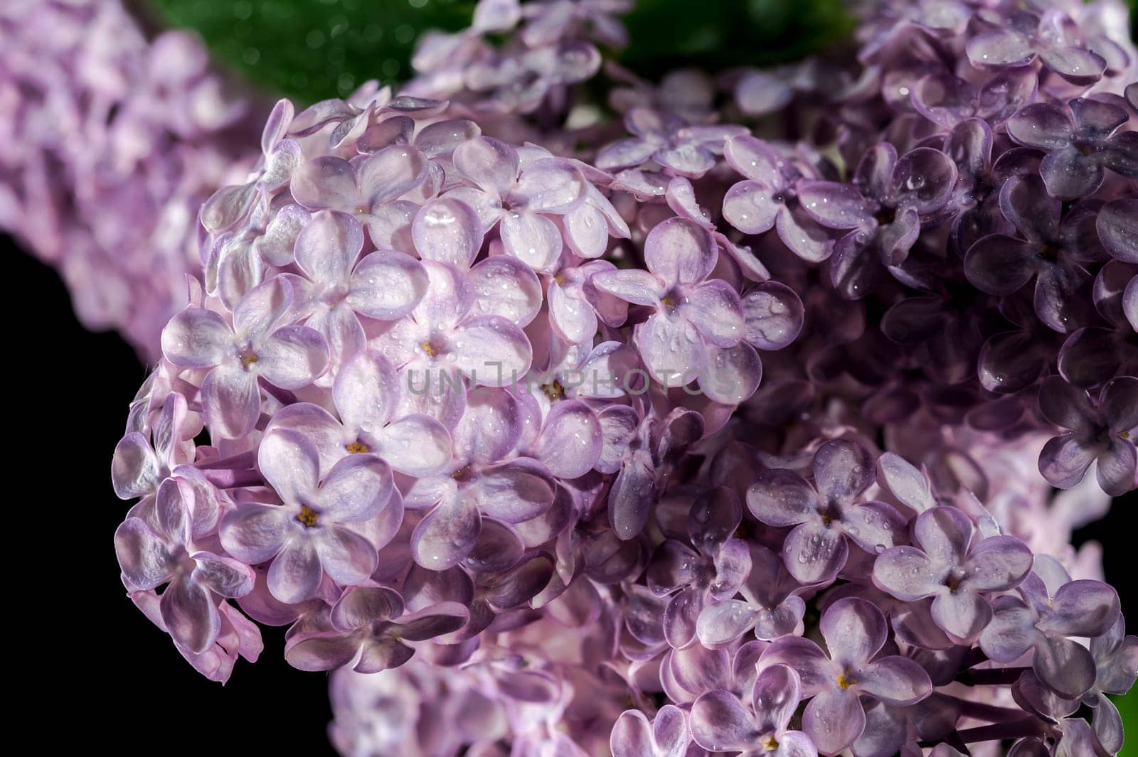 Beautiful blooming Pink flowers of Syringa vulgaris (Common lilac) isolated on a black background. Flower head close-up.