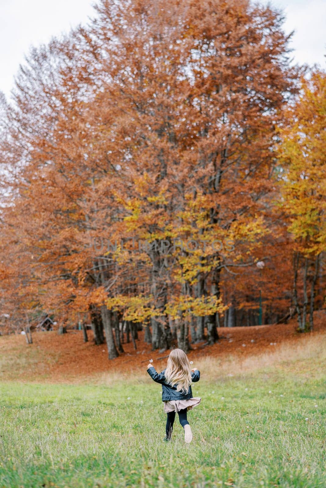 Little girl runs through a green meadow towards the autumn forest. Back view. High quality photo