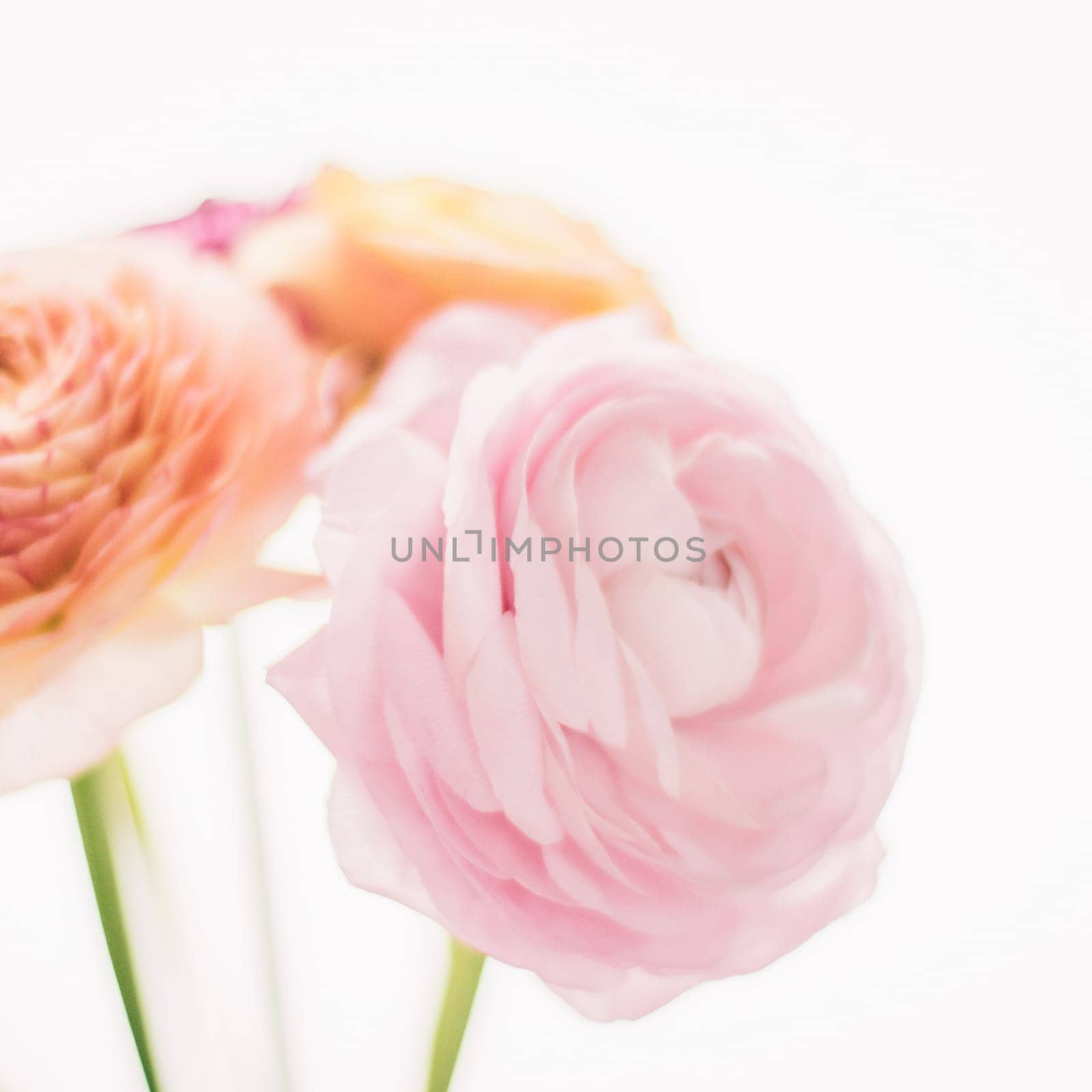 pink rose flowers from the garden - wedding, holiday and floral garden styled concept by Anneleven