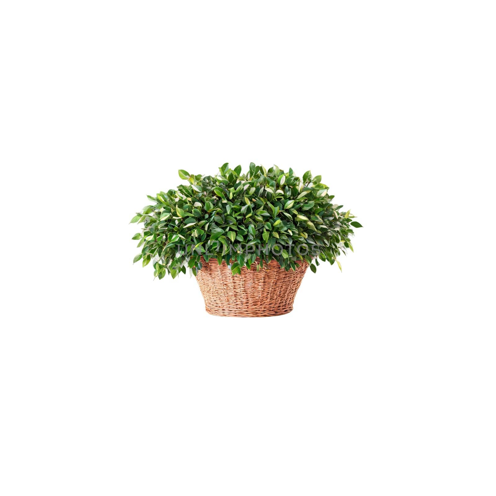 Plants isolated on transparent background