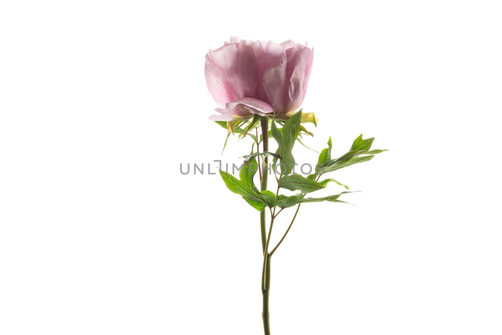 Pink tree peony flower, isolated on white background .