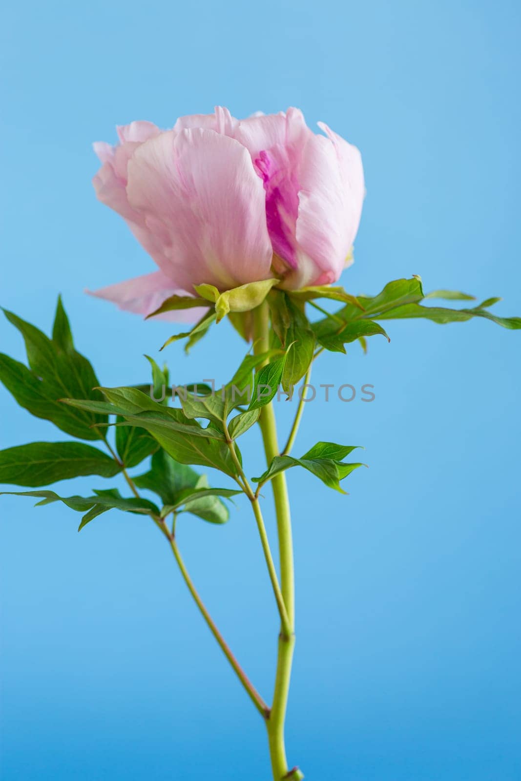 Pink tree peony flower, isolated on blue background by Rawlik