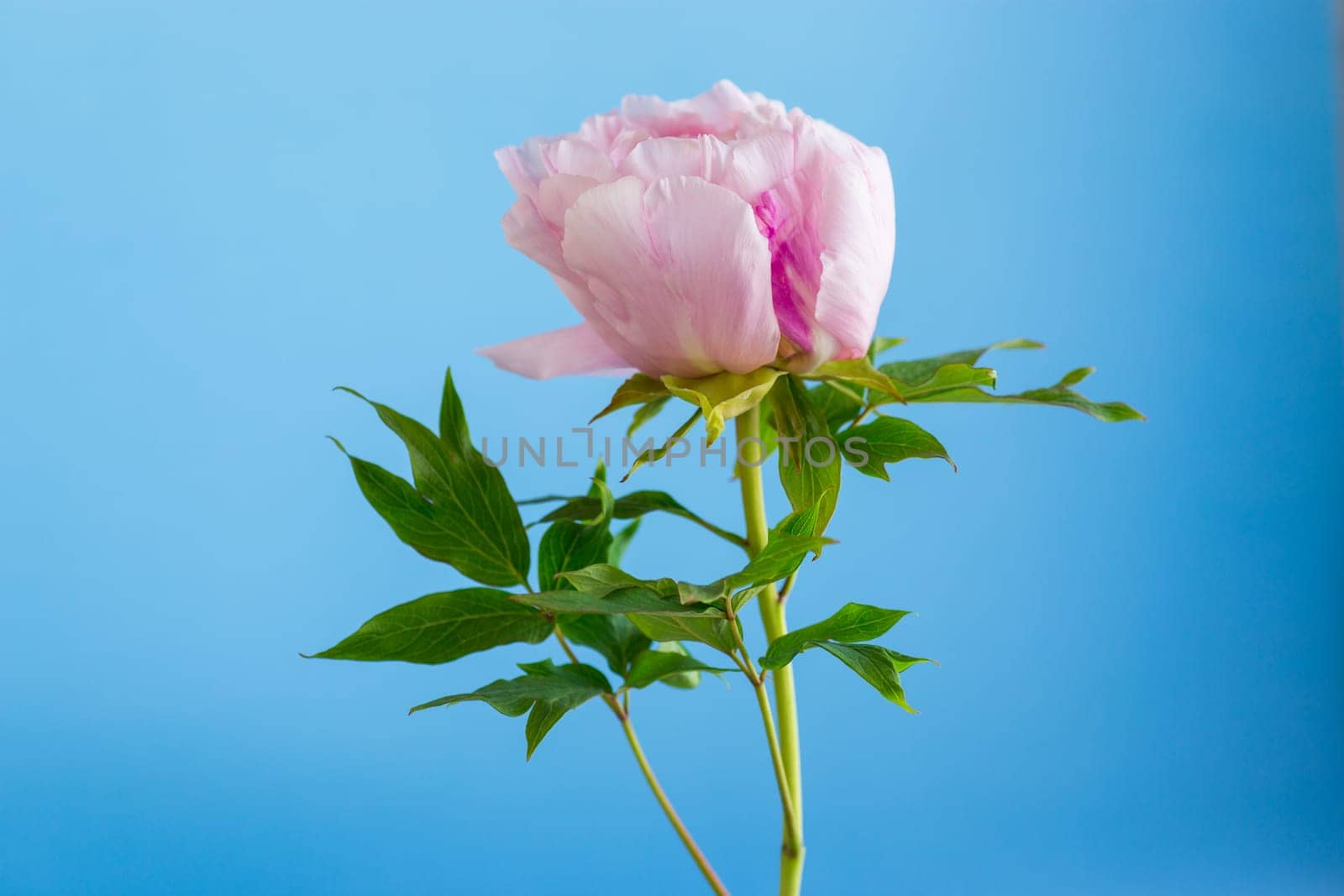 Pink tree peony flower, isolated on blue background .