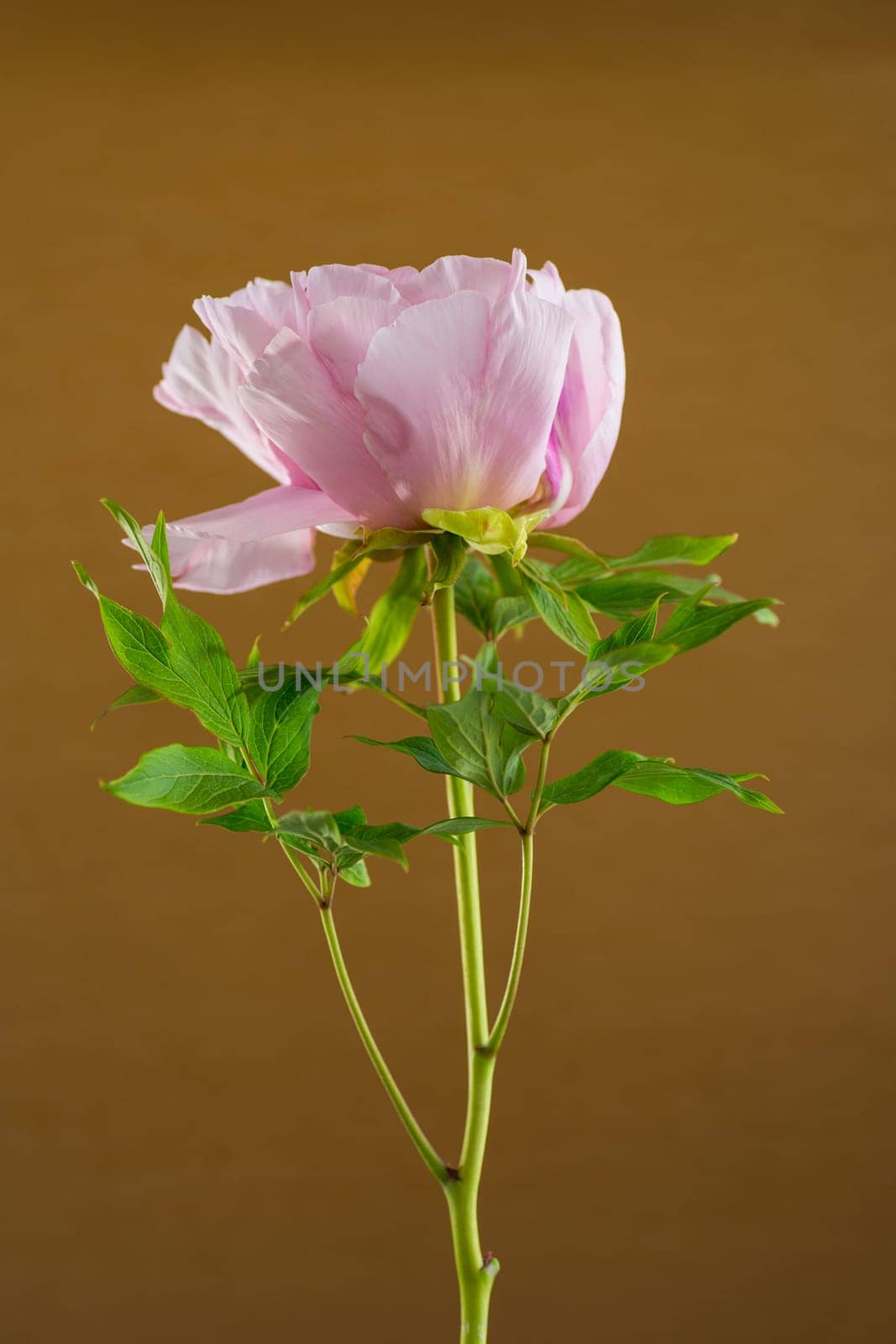 Pink tree peony flower, isolated on brown background .
