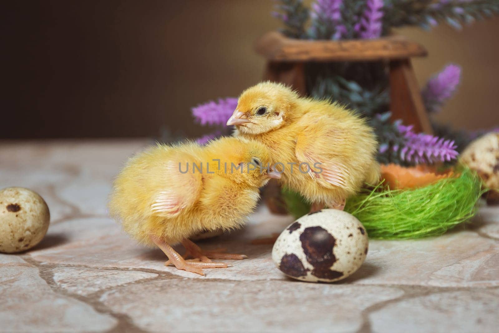 Two cute yellow quail chicks are standing side by side snuggled up to each other