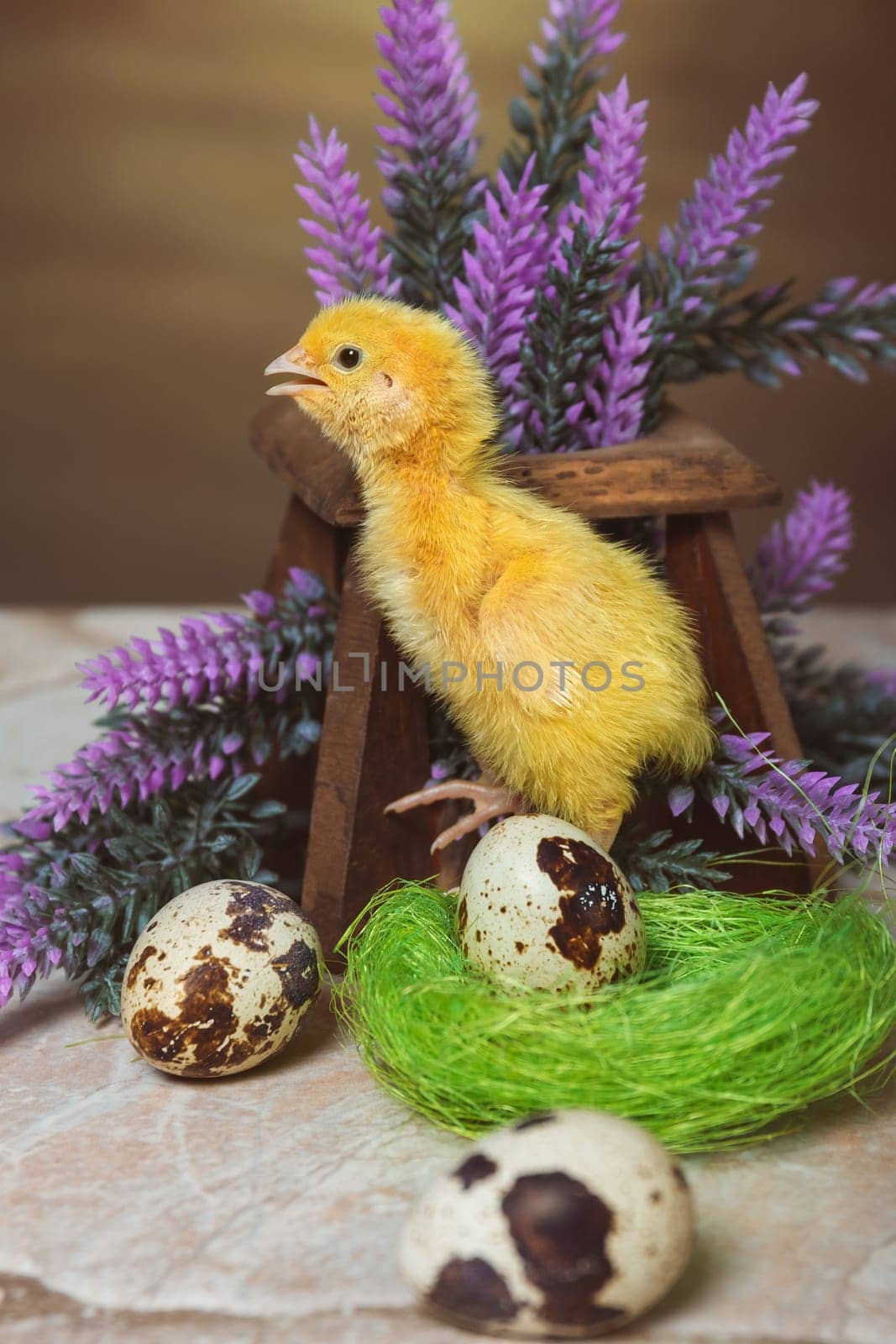 A small yellow quail chicken stands stretched out in the nest and screams by ElenaNEL