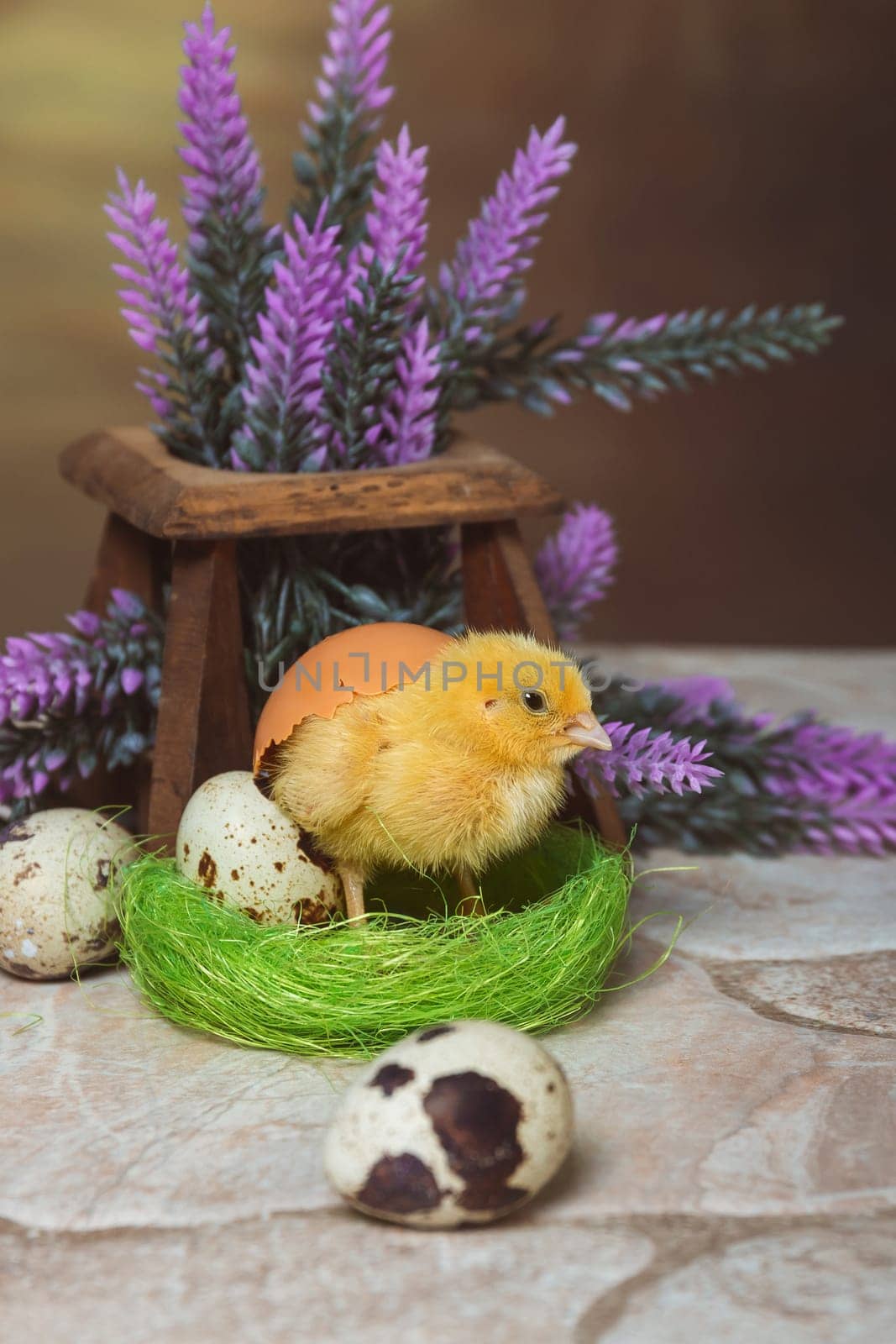 A small yellow quail chicken stands in a nest covered with a shell