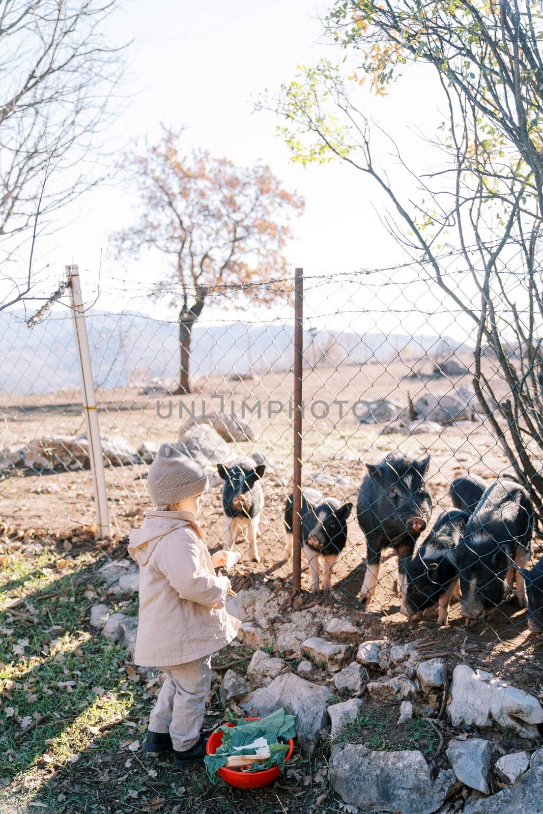 Little girl with a bowl of cabbage on the grass stands in front of a mesh fence in a pasture near pygmy pigs by Nadtochiy