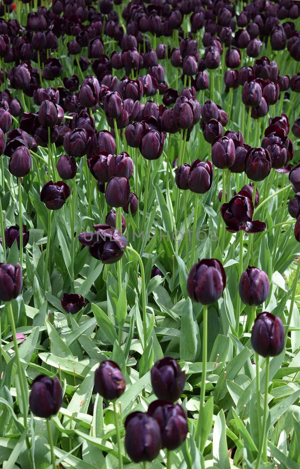 Dark tulips, Van Gogh variety by artemisagajda