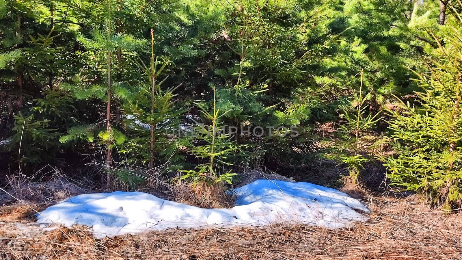 Early Spring Thaw in a Lush Pine Forest With Melting Snowdrifts. Sunlight filters through tall pines as snow melts in the woods