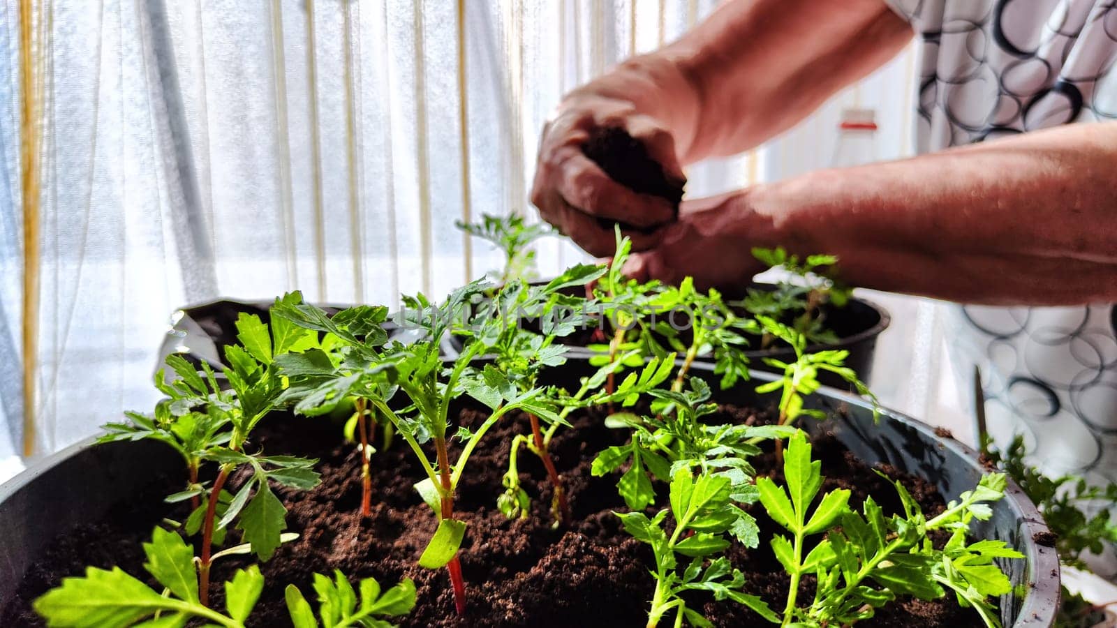 Planting marigold flowers in pot. Reproduction of plants in spring. Young flower shoots and greenery for garden. The hands of an elderly woman, a bucket of earth and green bushes and twigs with leaves by keleny