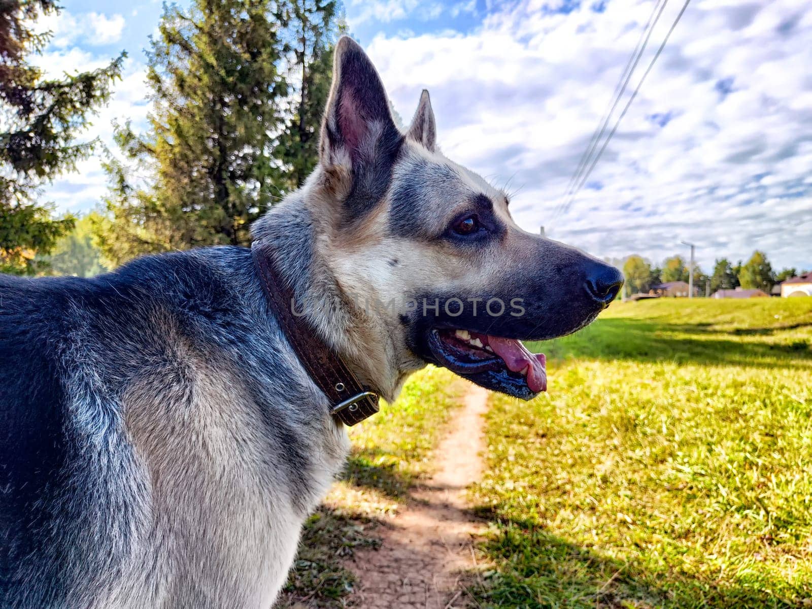Dog German Shepherd in sunny nature landscape with small path. Russian eastern European dog veo