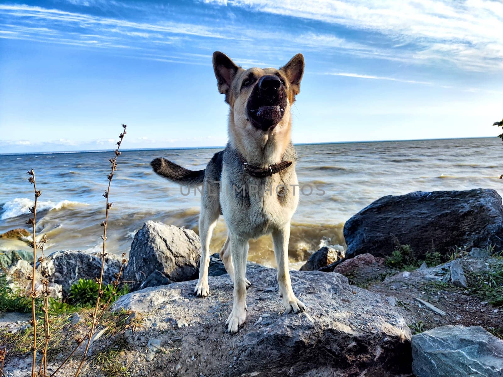Dog German Shepherd near water of river or sea. Russian eastern European dog veo by keleny
