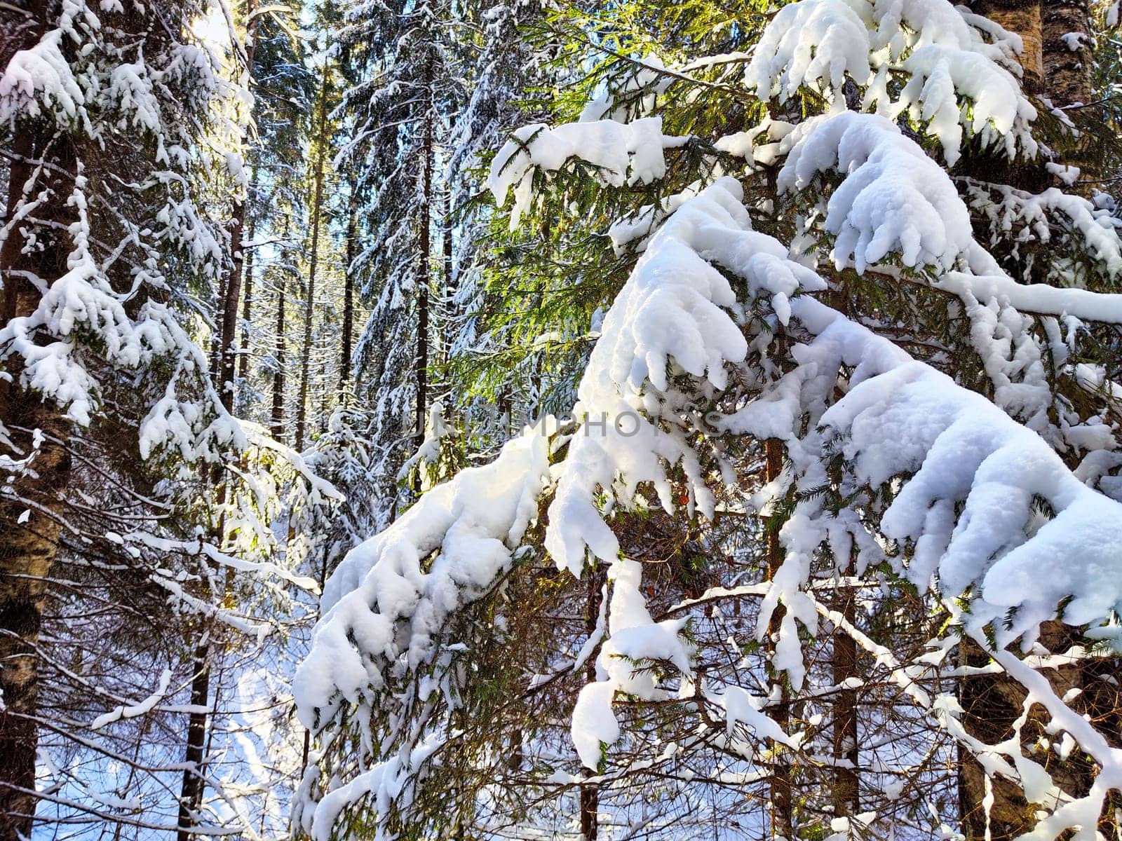 Snow-Covered Branch in a Winter Forest With Sunlight. Snow blankets a coniferous branch against a backdrop of a sunny winter forest