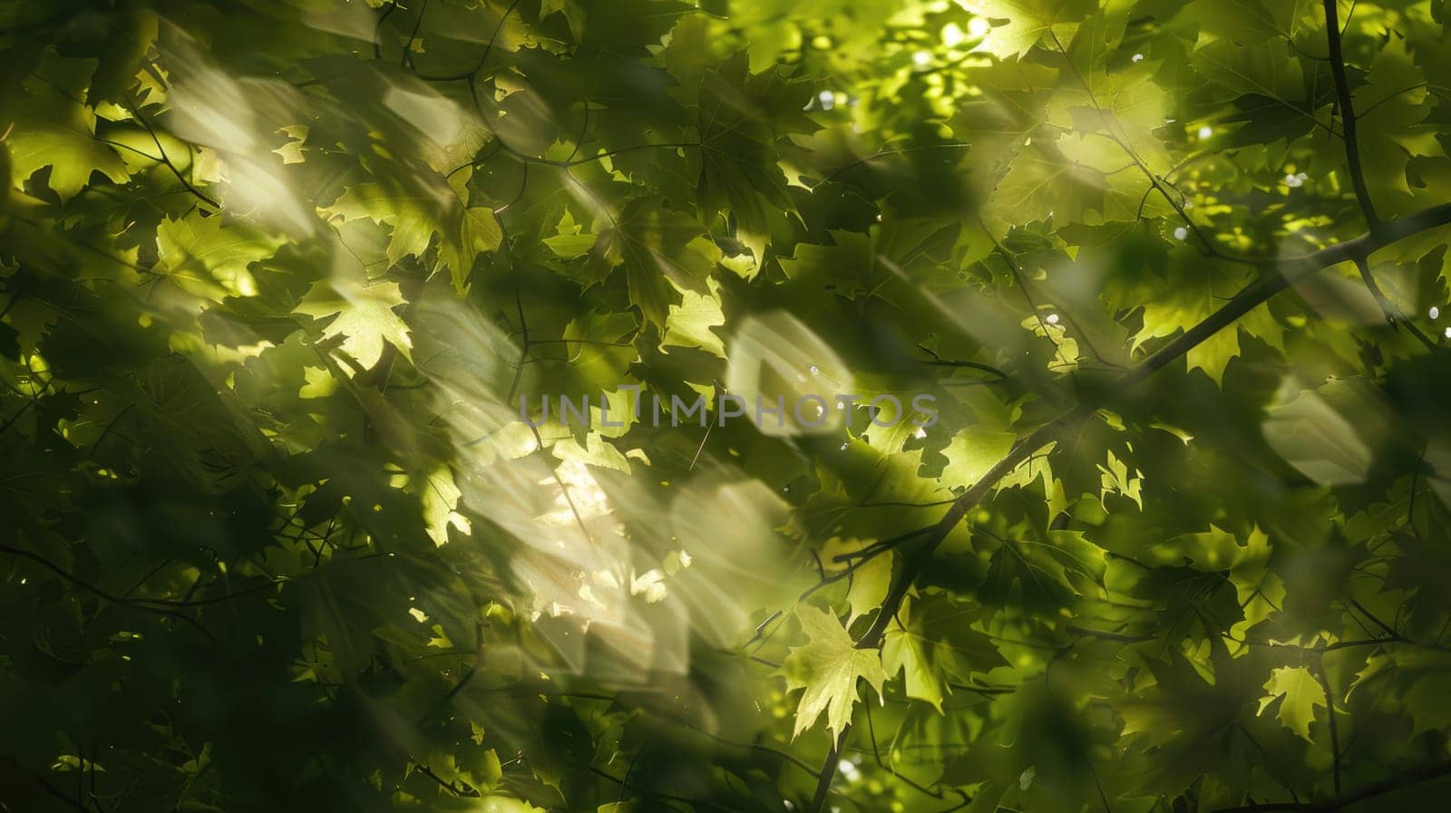 The sunlight is creating a beautiful pattern of circles on the ground as it shines through the leaves of a terrestrial plant AIG50