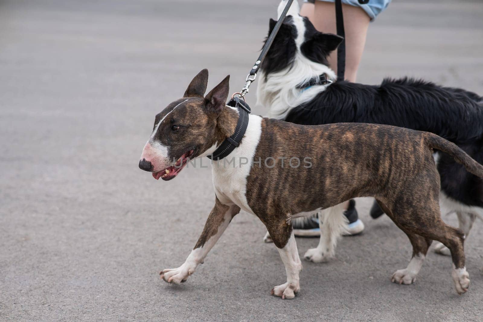 Woman walks 2 dogs. Close-up of female legs, border collie and bull terrier on leashes on a walk outdoors