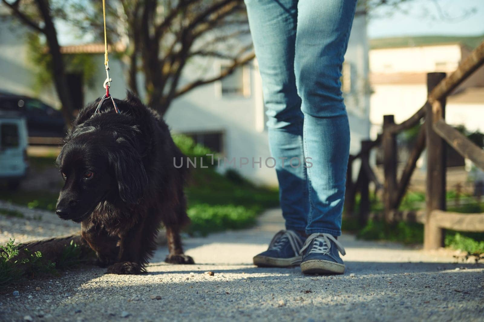 Close-up legs of a person in blue denim, walking a dog, a black cocker spaniel on leash on the nature. Cropped view of male feet standing on the footpath while taking his pet for a walk outdoors