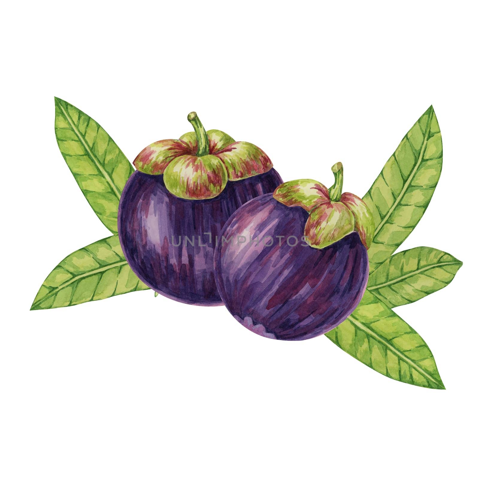 Two Purple mangosteen fruits, leaves tropical exotic Asian plant clipart. Garcinia mangostana tree watercolor illustration for sticker, label, food menu, cosmetic, beauty, scrapbooking, apparel
