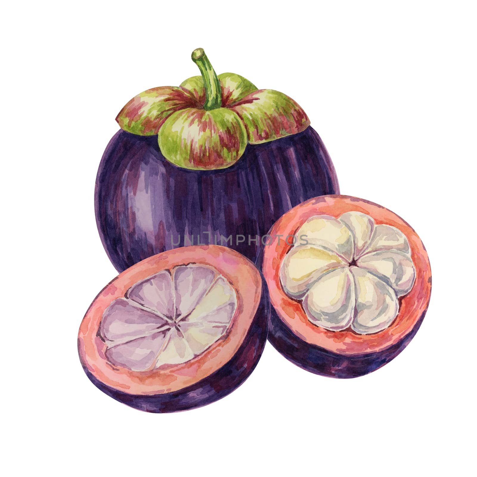 Purple mangosteen, whole, halved fruit of the tree tropical exotic Asian clipart. Garcinia mangostana plant watercolor illustration for sticker, label, food menu, cosmetic, beauty, poster, apparel