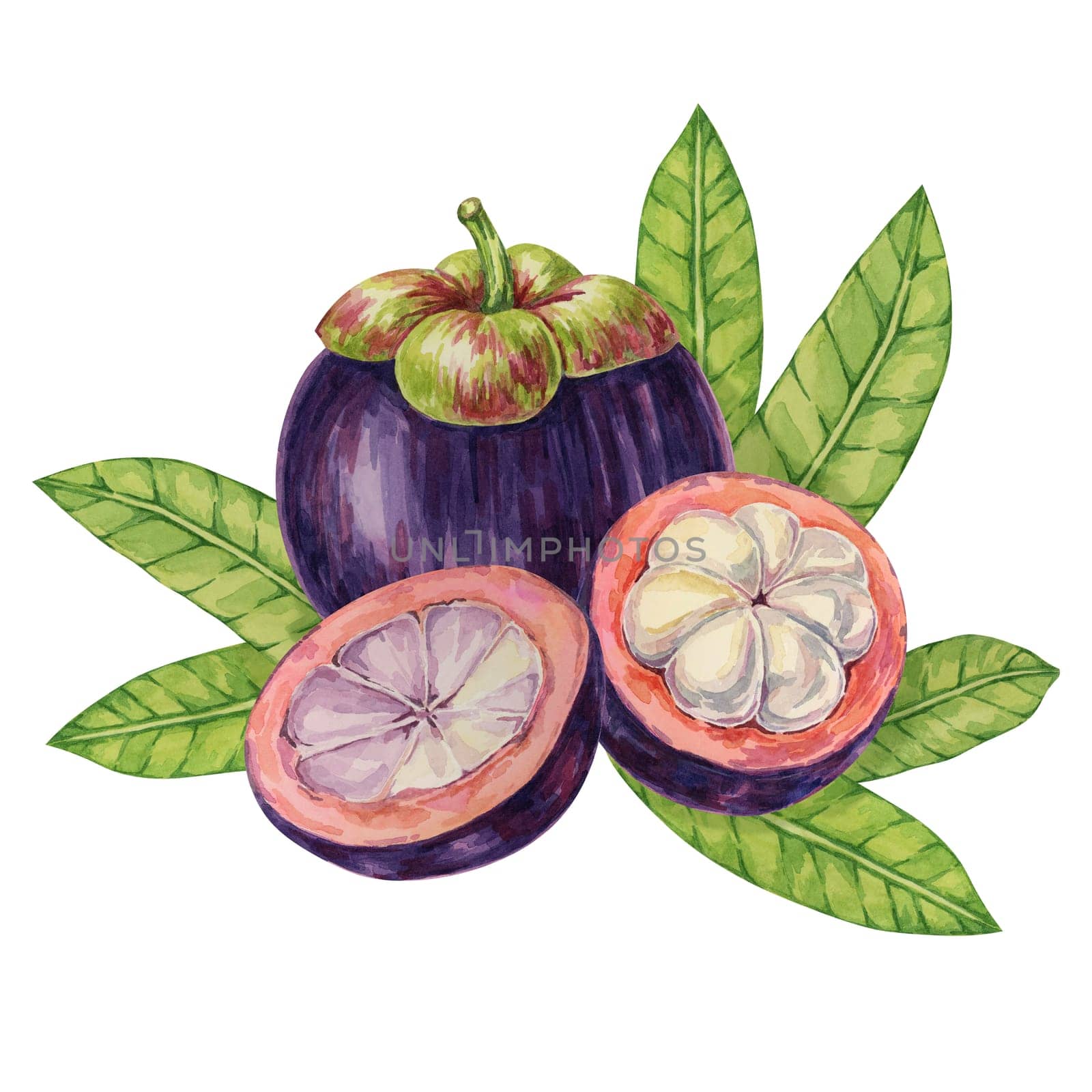 Purple mangosteen, whole, halved fruit and leaves tropical exotic Asian clipart. Garcinia mangostana plant watercolor illustration for sticker, label, food menu, cosmetic, beauty, poster, apparel