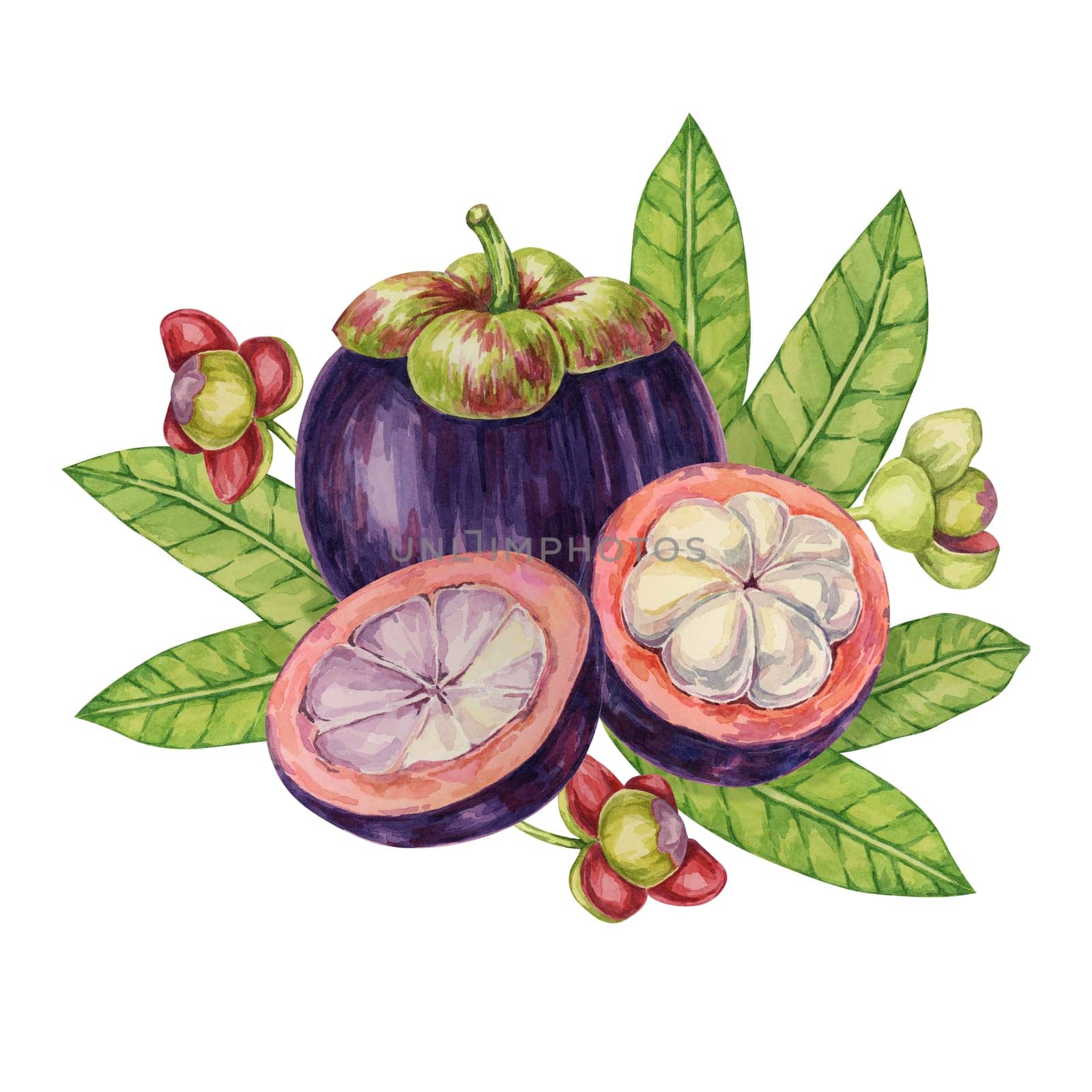 Purple mangosteen, whole, halved tropical exotic Asian fruit clipart. Garcinia mangostana watercolor illustration for sticker, label, food packaging by Fofito