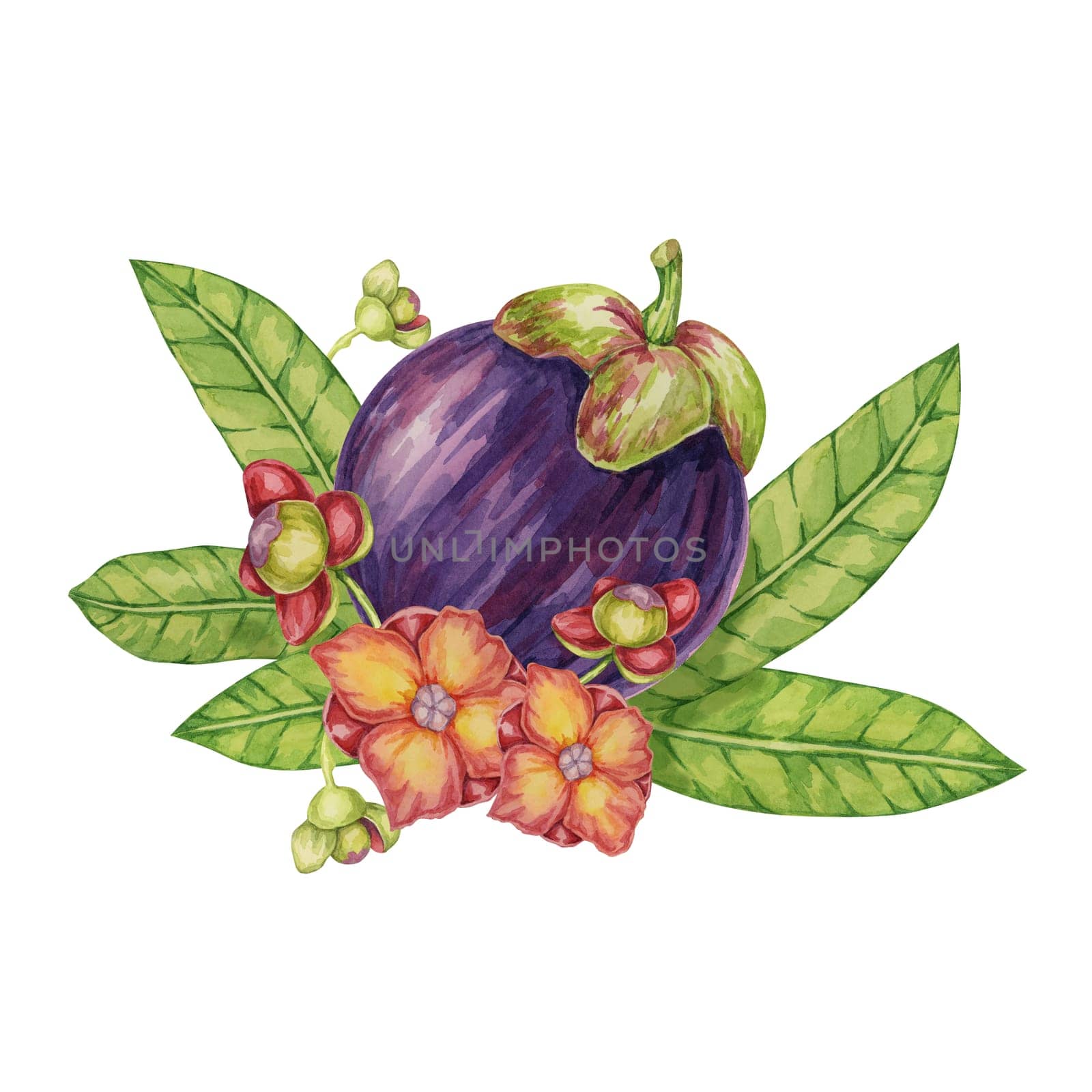 Purple mangosteen fruit, leaves, flowers tropical exotic Asian plant clipart. Garcinia mangostana tree watercolor illustration for sticker, label, food menu, cosmetic, beauty, scrapbooking, apparel