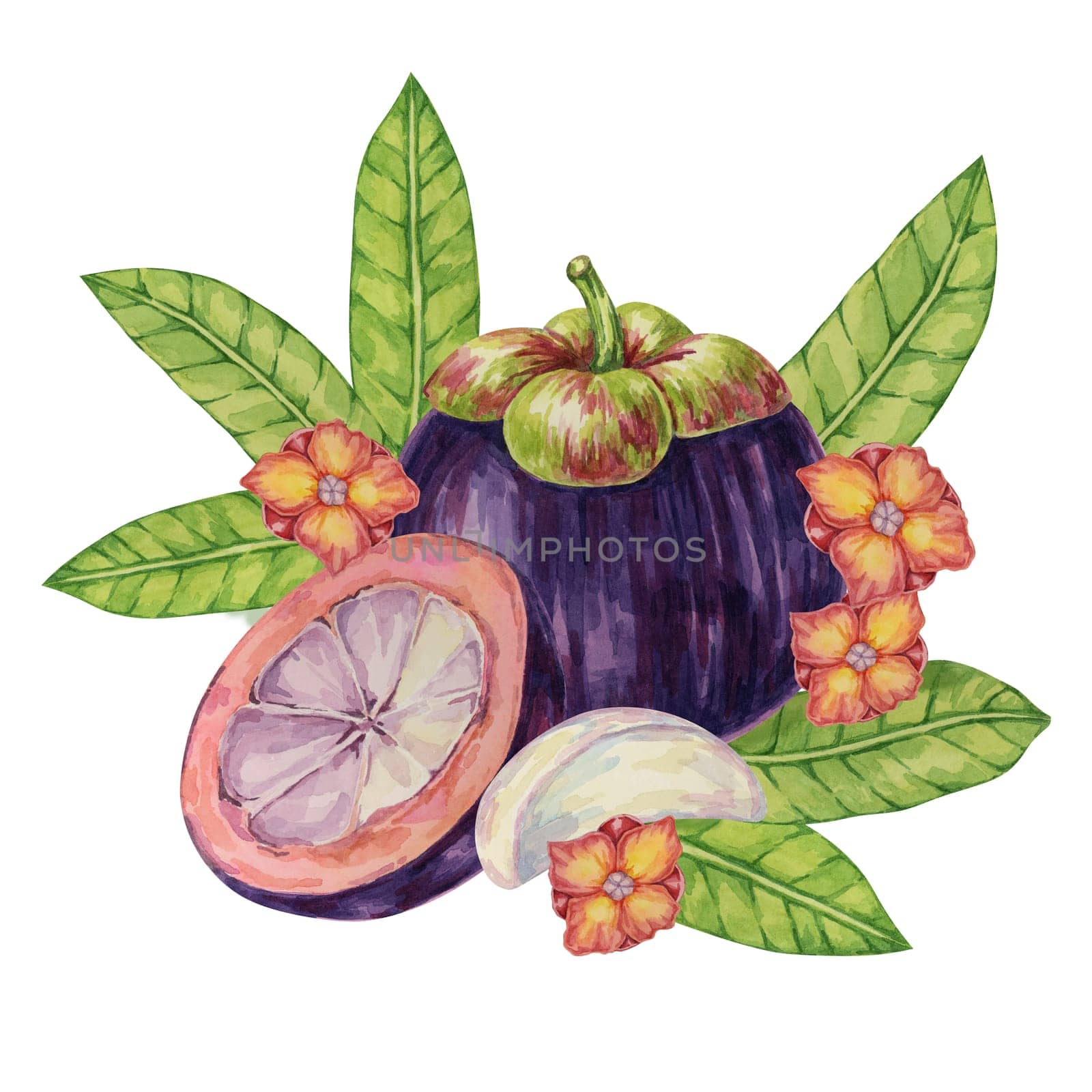 Halved cut mangosteen, slice, flowers, leaf of the tree tropical Asian fruit clipart. Garcinia mangostana plant watercolor illustration for sticker, food menu, cosmetic, beauty, juice, apparel