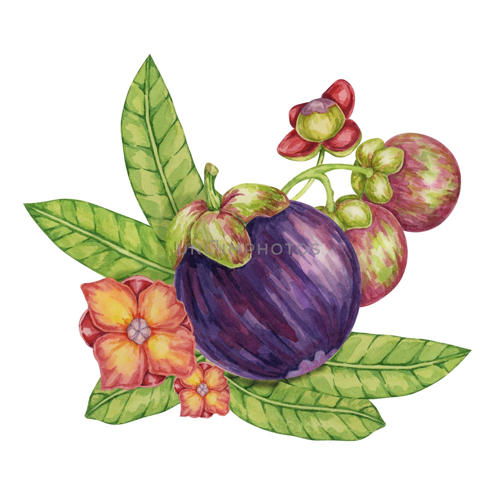 Pink and purple mangosteen fruits, leaves, flowers tropical plant clipart. Garcinia mangostana watercolor illustration for sticker, food packaging by Fofito