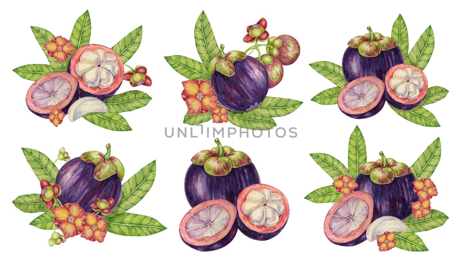 Mangosteen compositions set with flovers and leaves, whole, halved and sliced, tropical fruits clipart. Garcinia plant watercolor illustration for sticker, , juice menu, sweets, beauty, print, apparel